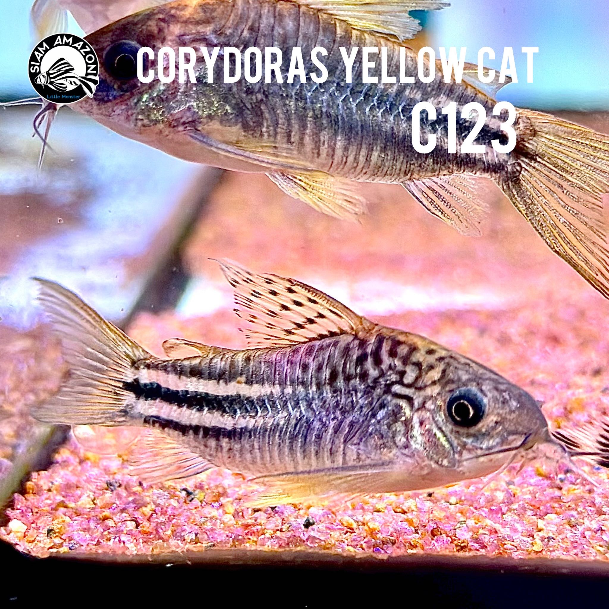 ปลาแพะ Corydoras yellow C123