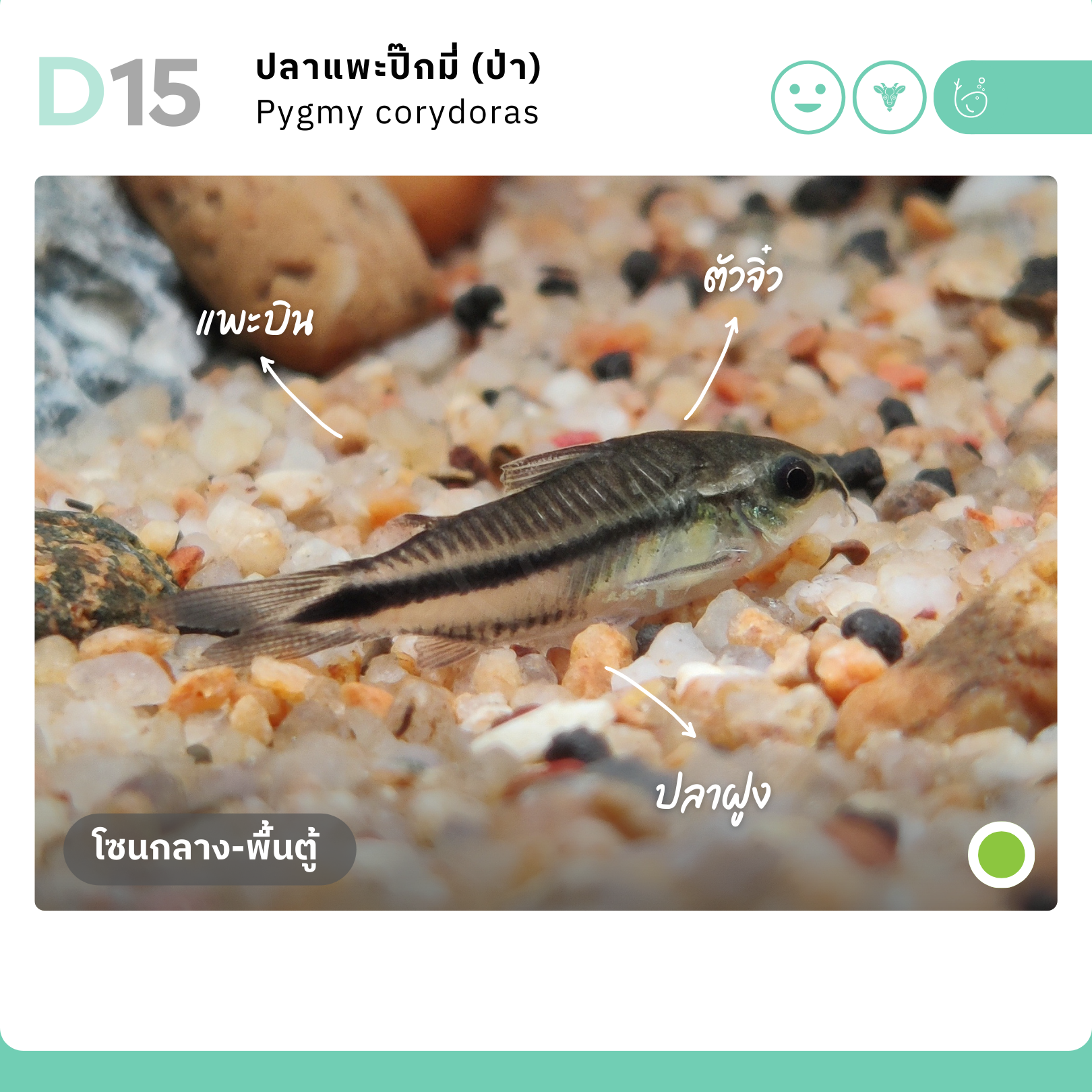 ปลาแพะปิ้กมี่ป่า (Pygmy corydoras) (ไซส์ 2-3 ซม)