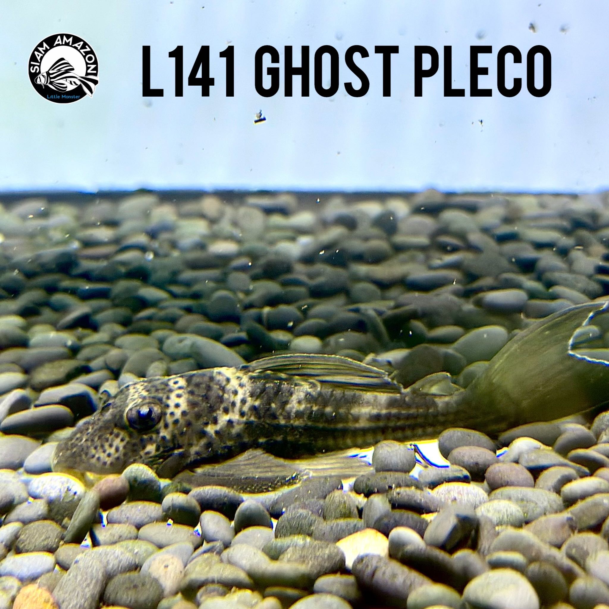 L141 Ghost pleco ไซส์ 2.5-3 นิ้ว 🇧🇷