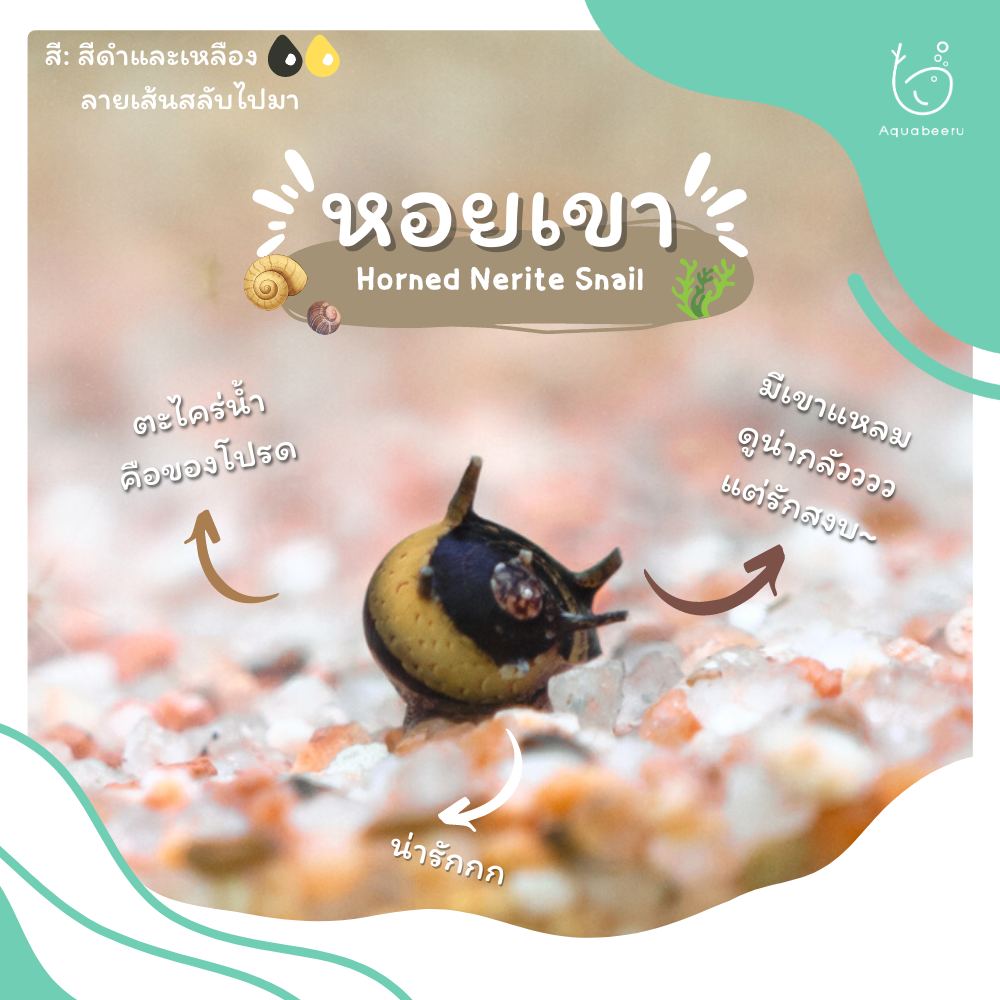 หอยเขา (Horned Nerite Snail)