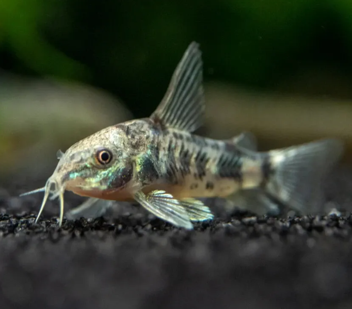 ปลาแพะเปปเปอร์กระโดงสูง (Longfin Peppered Corydoras)