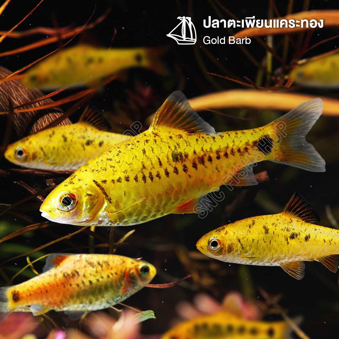 ปลาตะเพียนแคระทอง (Gold Barb) ขายเซทละ 5ตัว/12ตัว ไซส์ประมาณ 2.5cm.