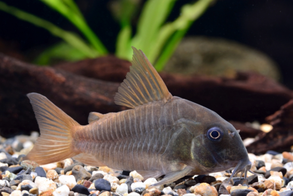 ปลาแพะคอนคัลเลอร์ (Concolor Corydoras)