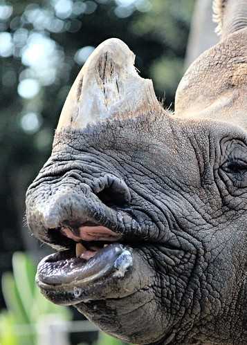rhino