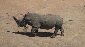 Rhino variant