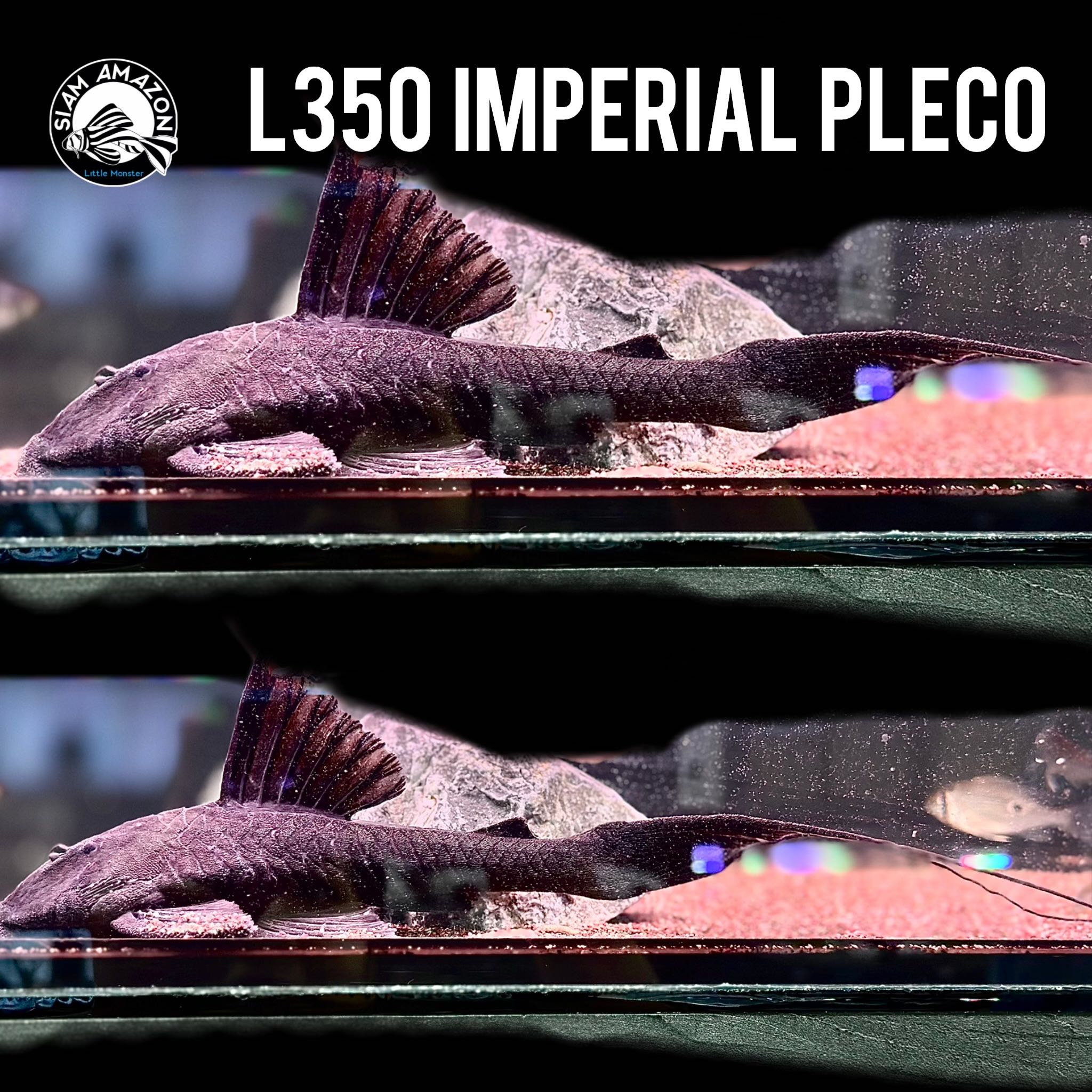 L350 Imperial Pleco ไซส์ 9-10 นิ้ว 🇵🇪