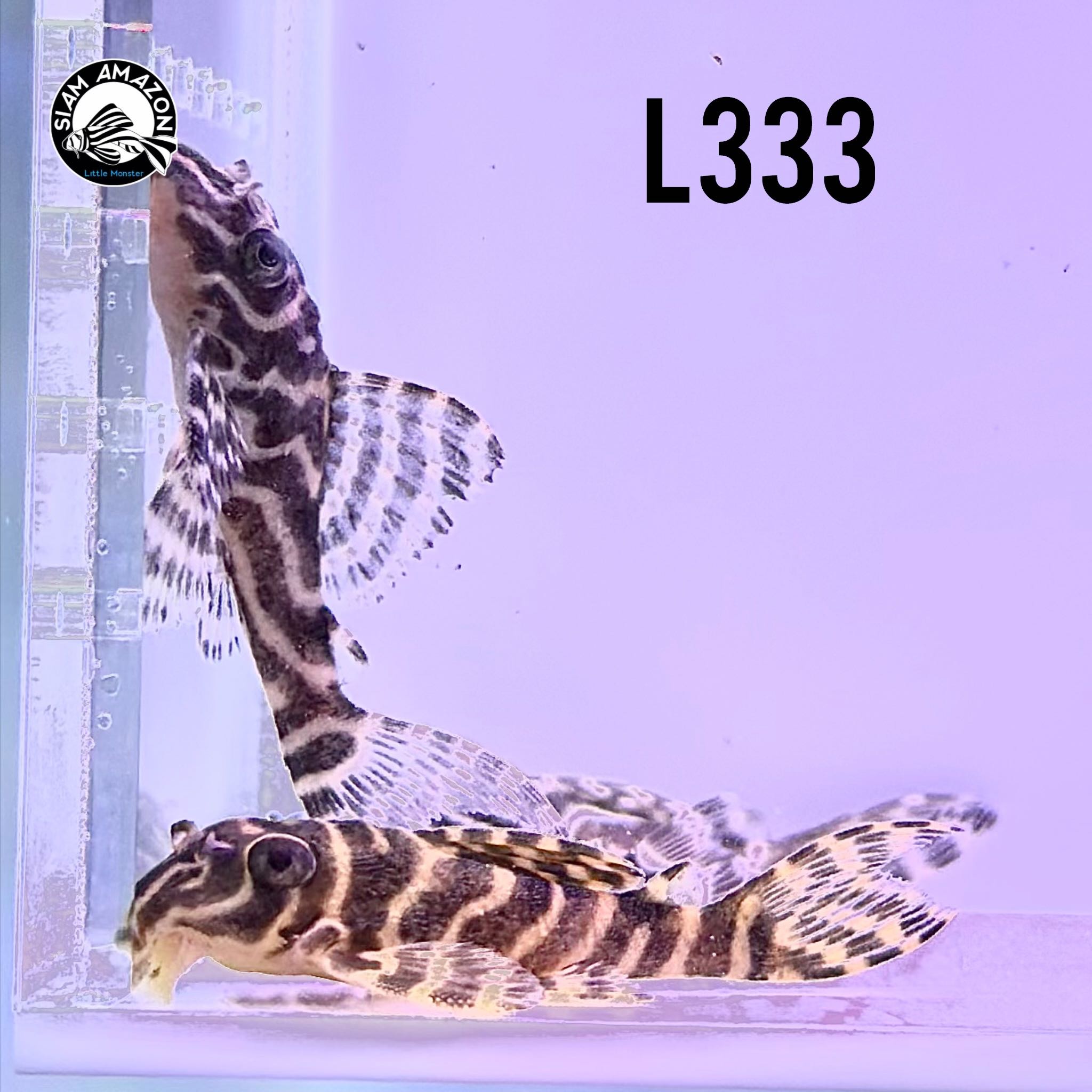 L333 ไซส์ 1.5-1.8 นิ้ว