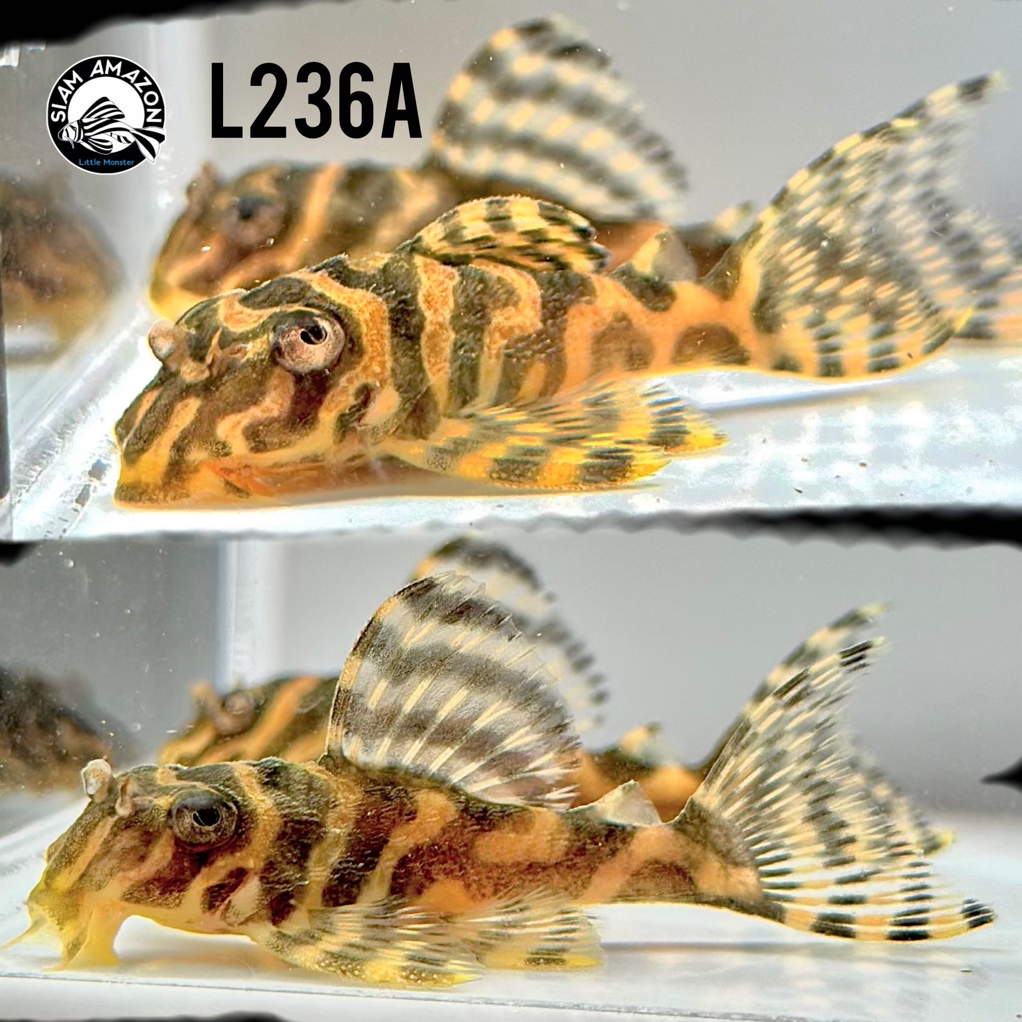 L236A