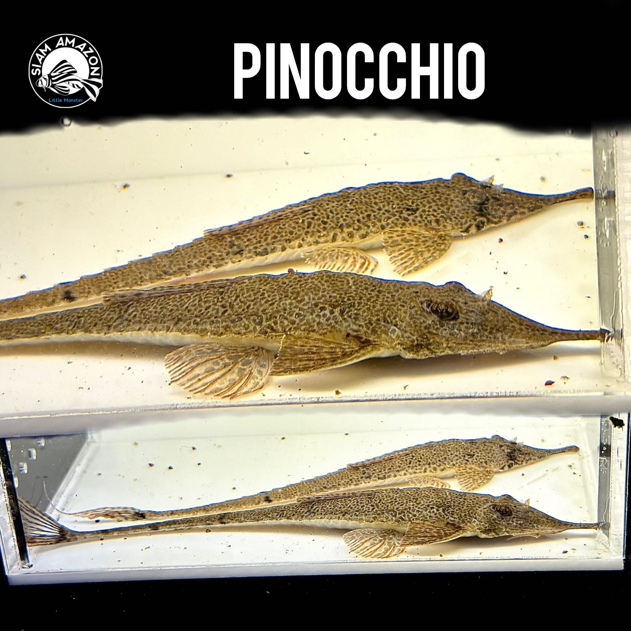 Pinocchio ไซส์ 5 นิ้ว 🇵🇪