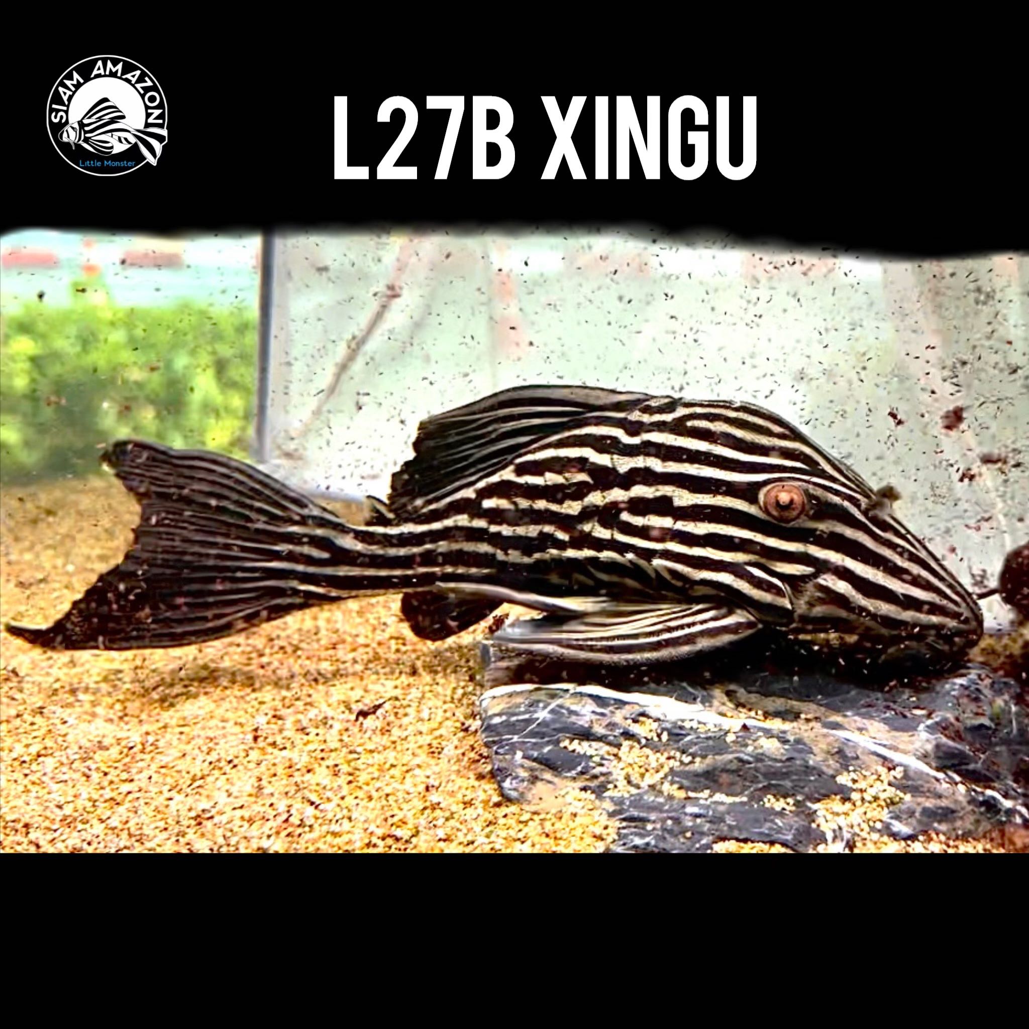 L27B Xingu ไซส์ 9.5 นิ้ว 🇧🇷