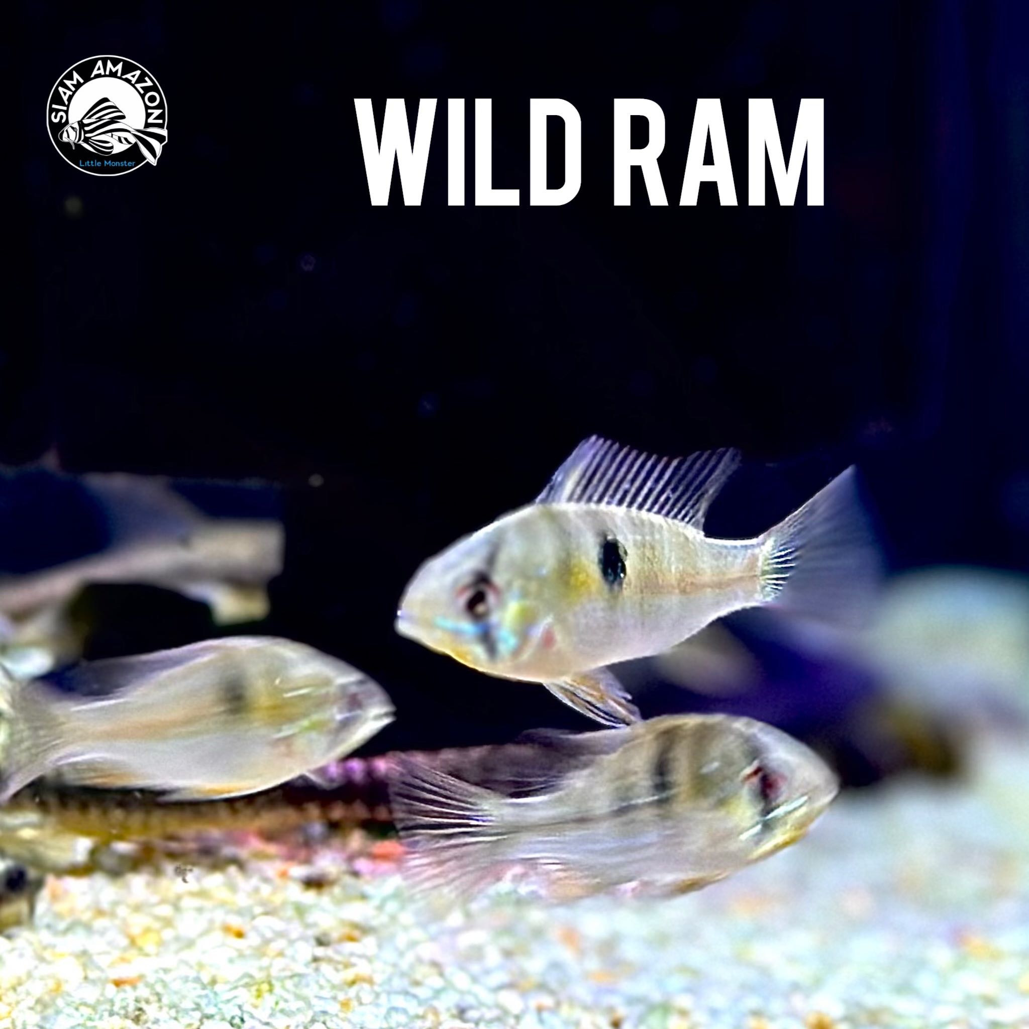 Wild Ram ปลาแรมป่า ไซส์ 1.5 นิ้ว 🇨🇴