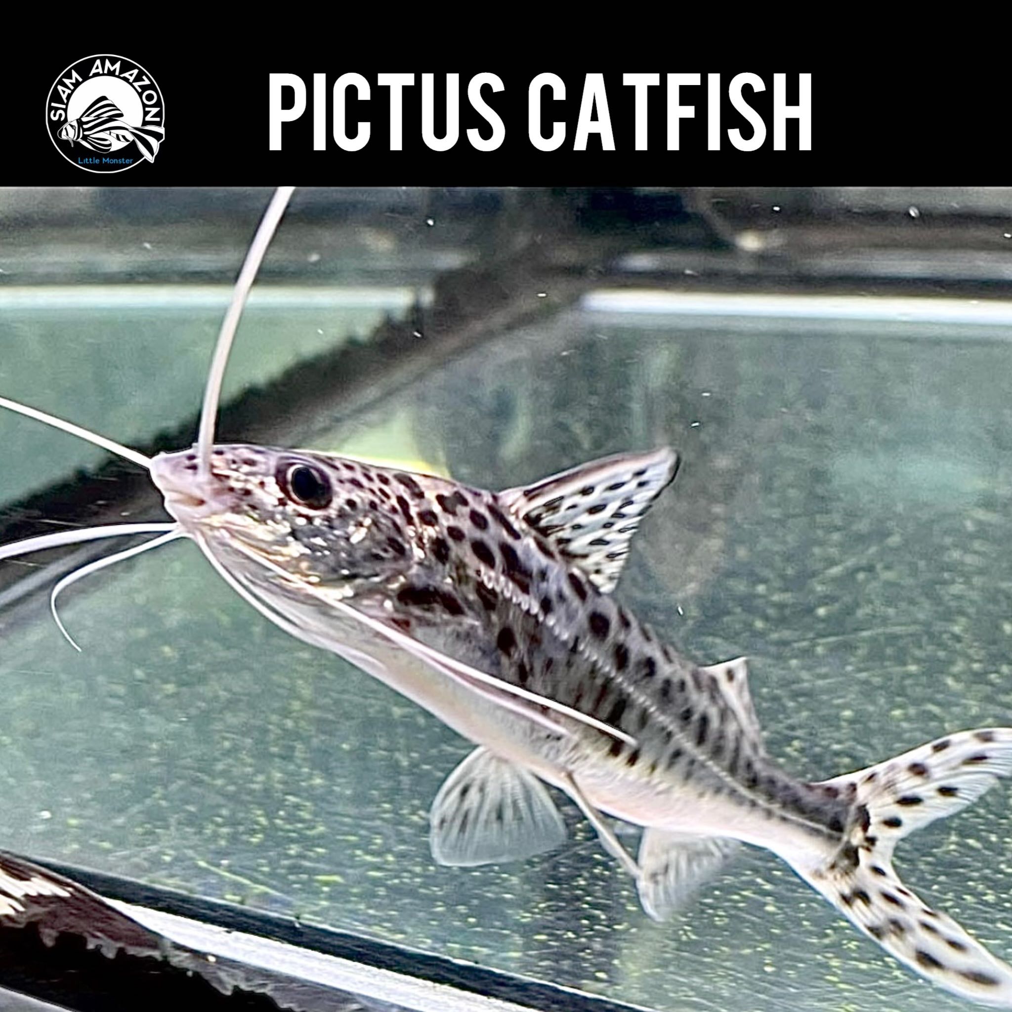 Pictus Catfish ไซส์ 2.5 นิ้ว 🇨🇴