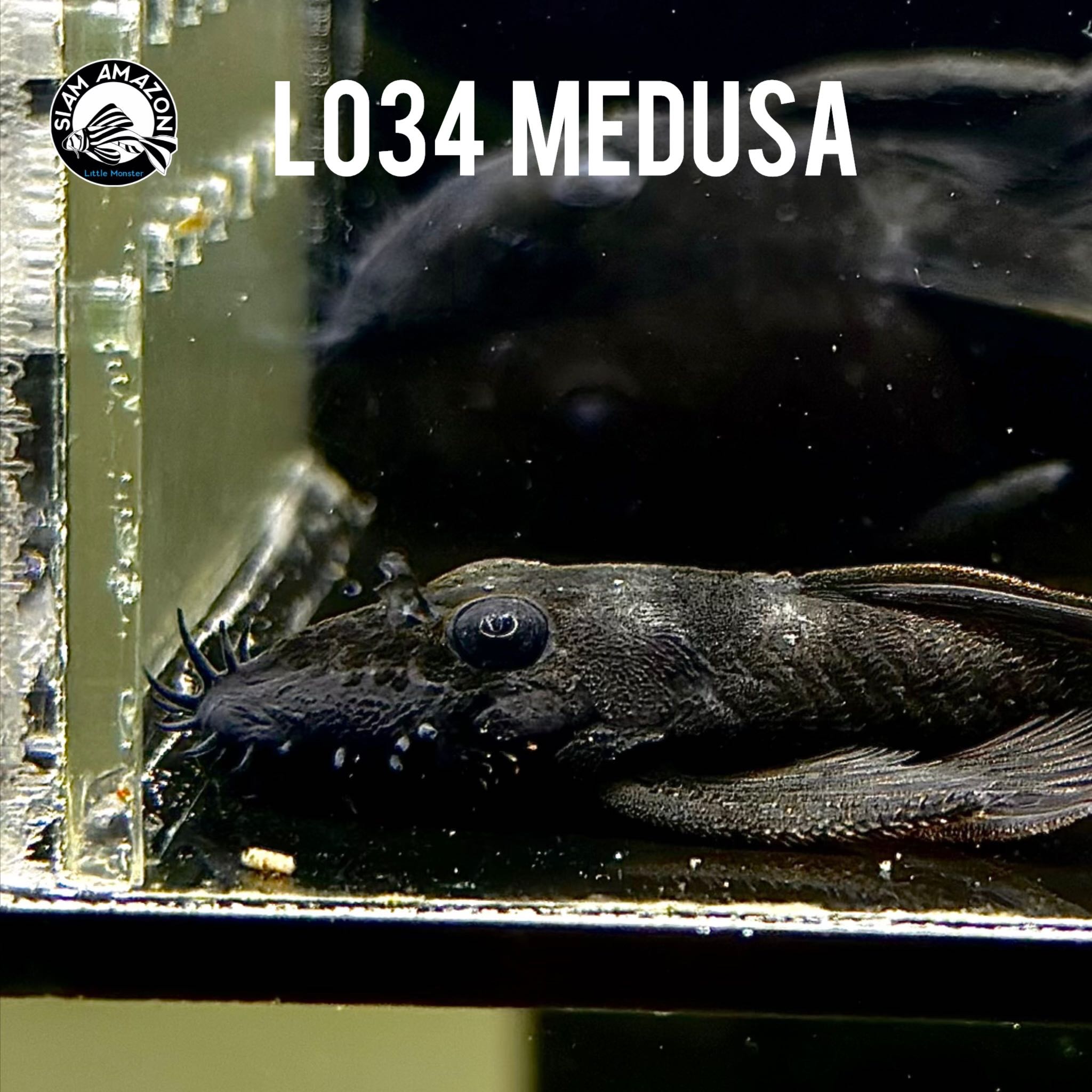 L034 Medusa  ไซส์ 2.2-2.5 นิ้ว 🇨🇴