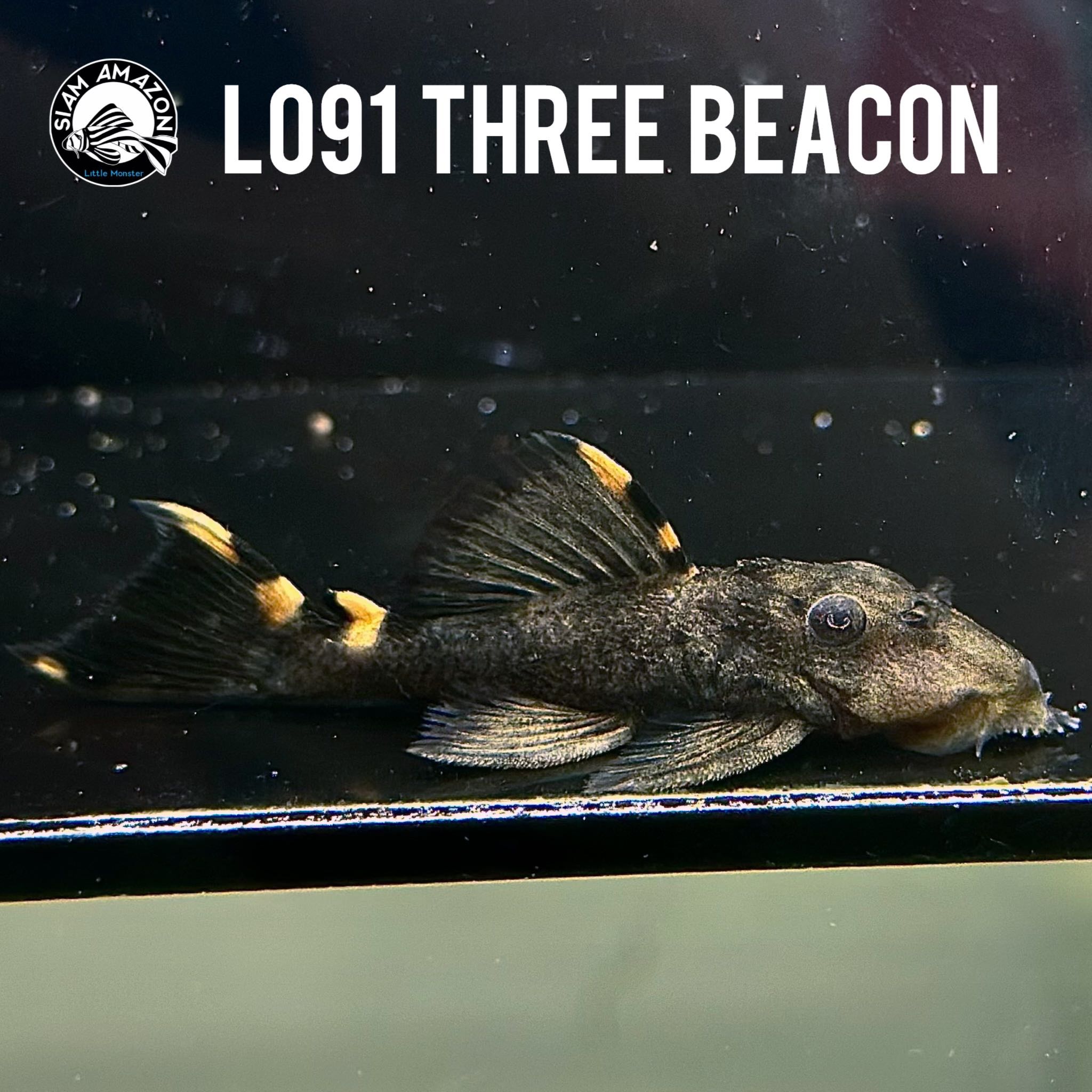 L091  Three beacons  ไซส์ 2-2.2 นิ้ว 🇨🇴