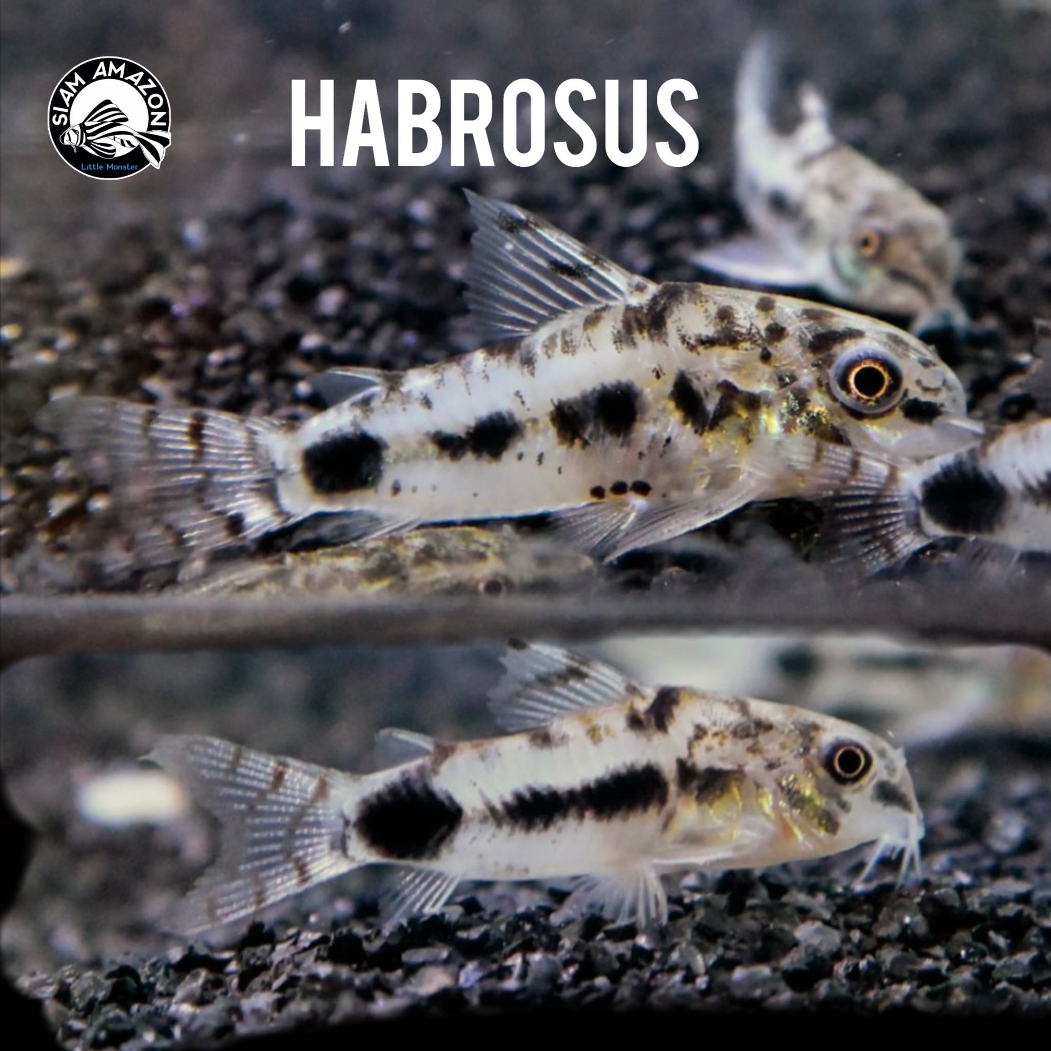 แพะแคระ ฮาโบรซัส Habrosus 1.5 cm 🇨🇴
