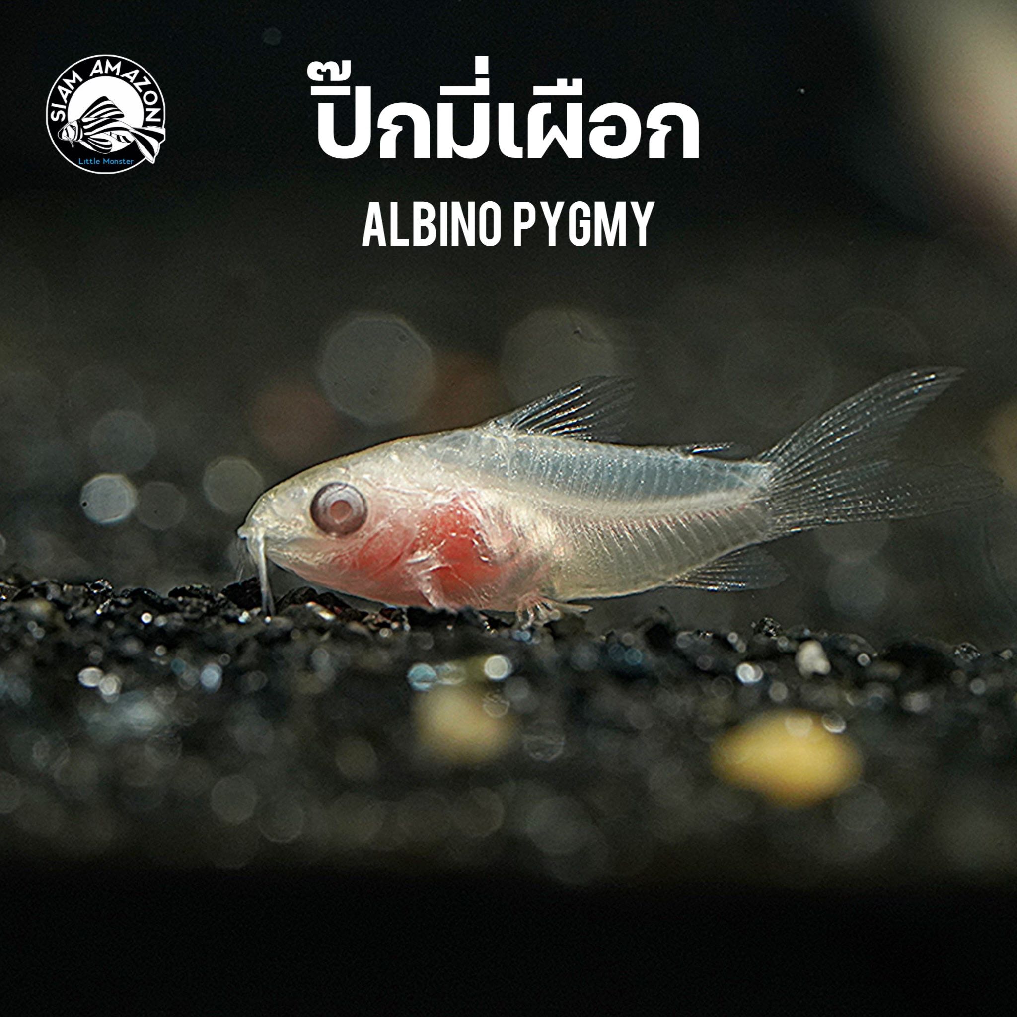ปลาแพะแคระ ปิ๊กมี่เผือก Pygmy Albino ไซส์ 1 cm