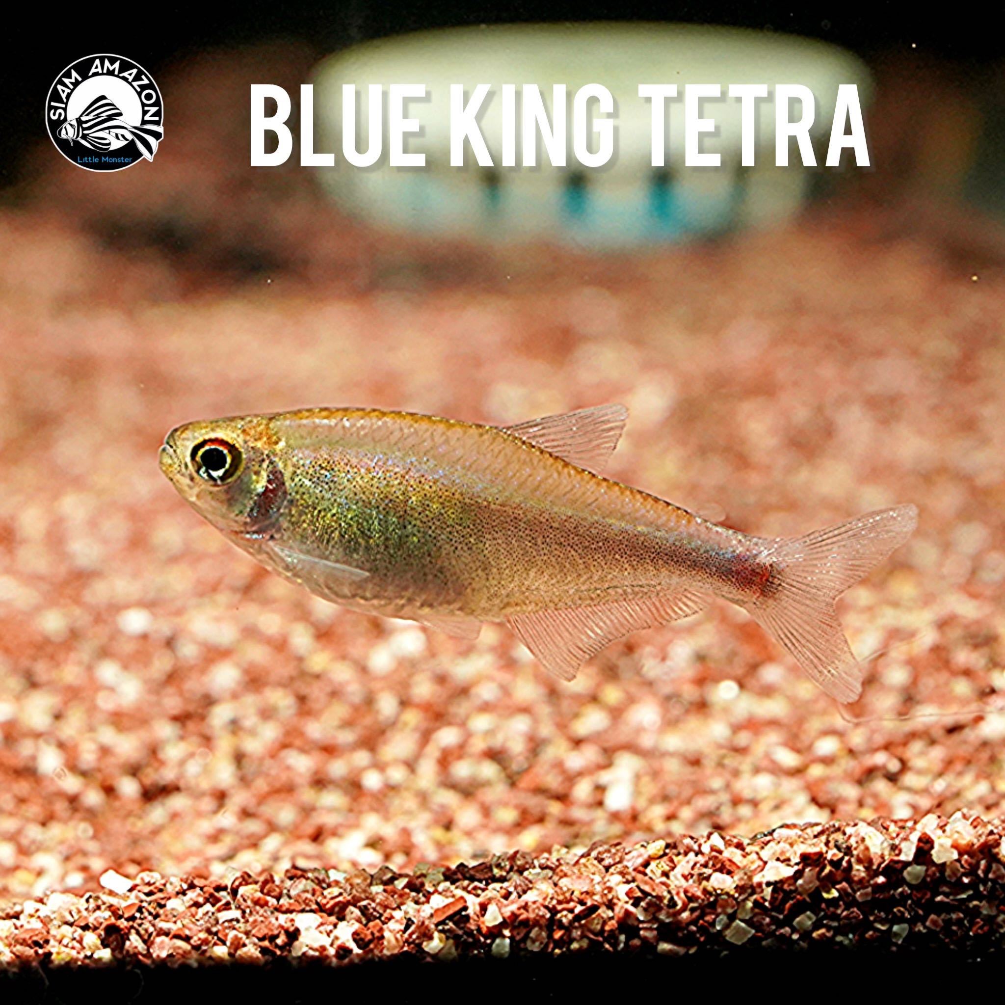 Wild Blue king tetra ไซส์ 4 cm 🇵🇪