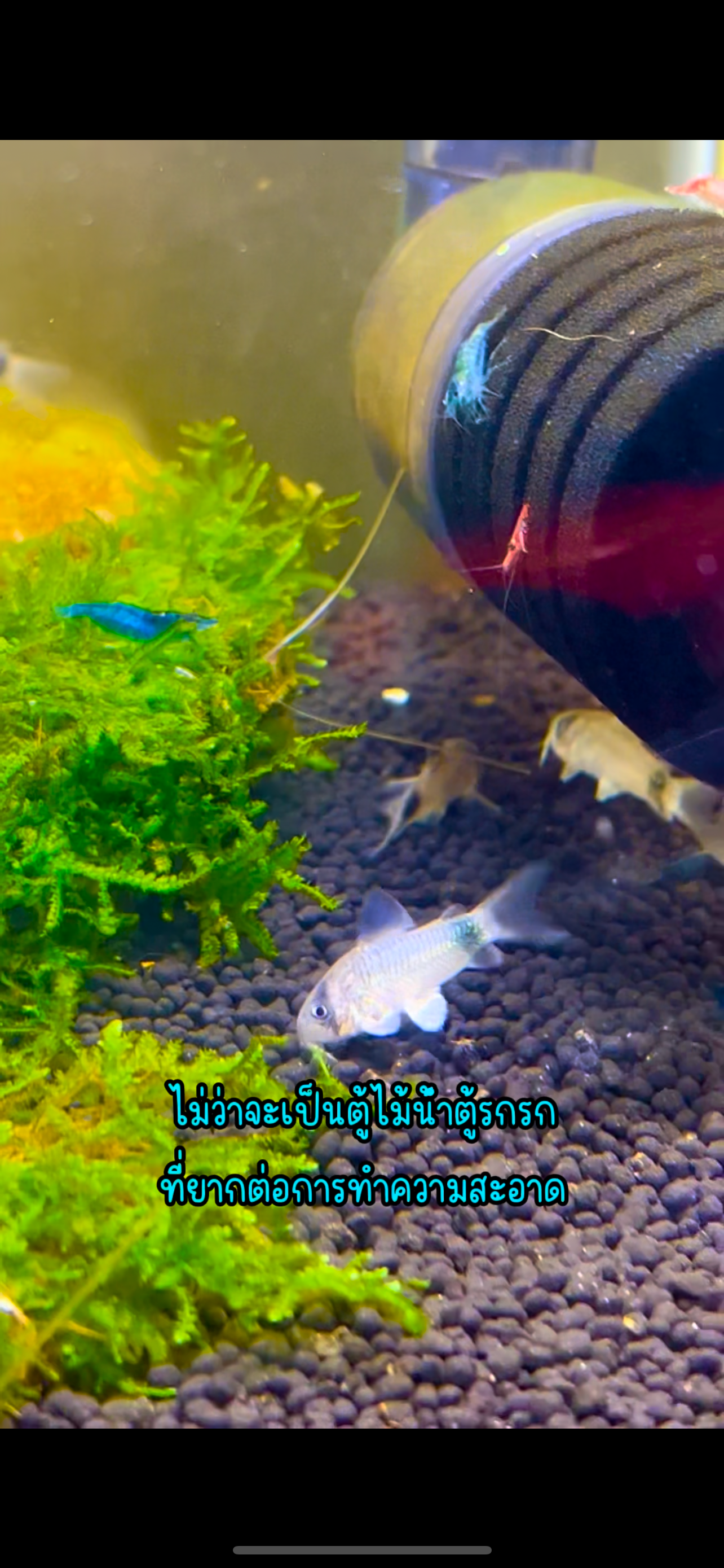 แพะแพนด้า ช่วยกำจัดตะไคร้ เศษอาหาร 