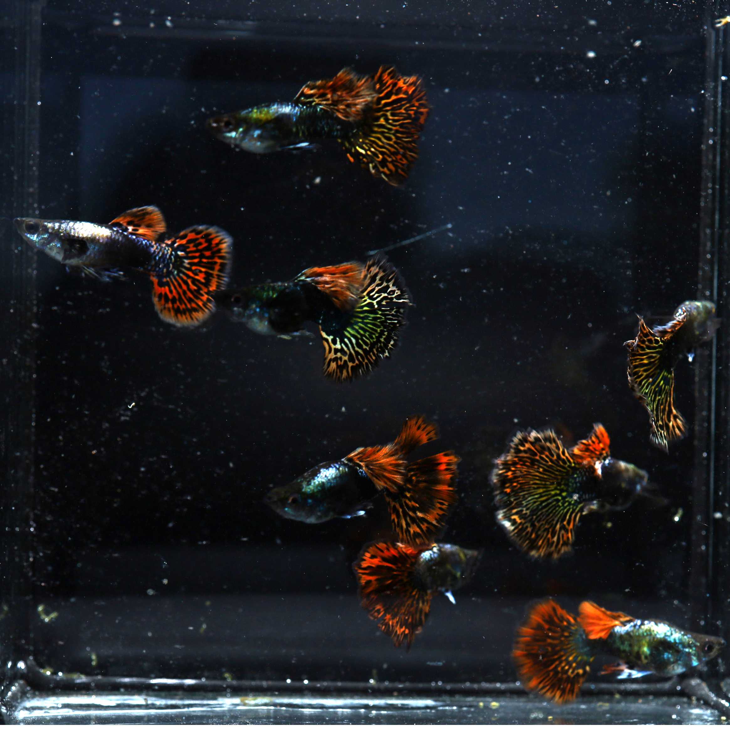 Mix Guppy สำหรับเลี้ยงเล่น คละสายพันธุ์ 5 คู่ (10 ตัว)