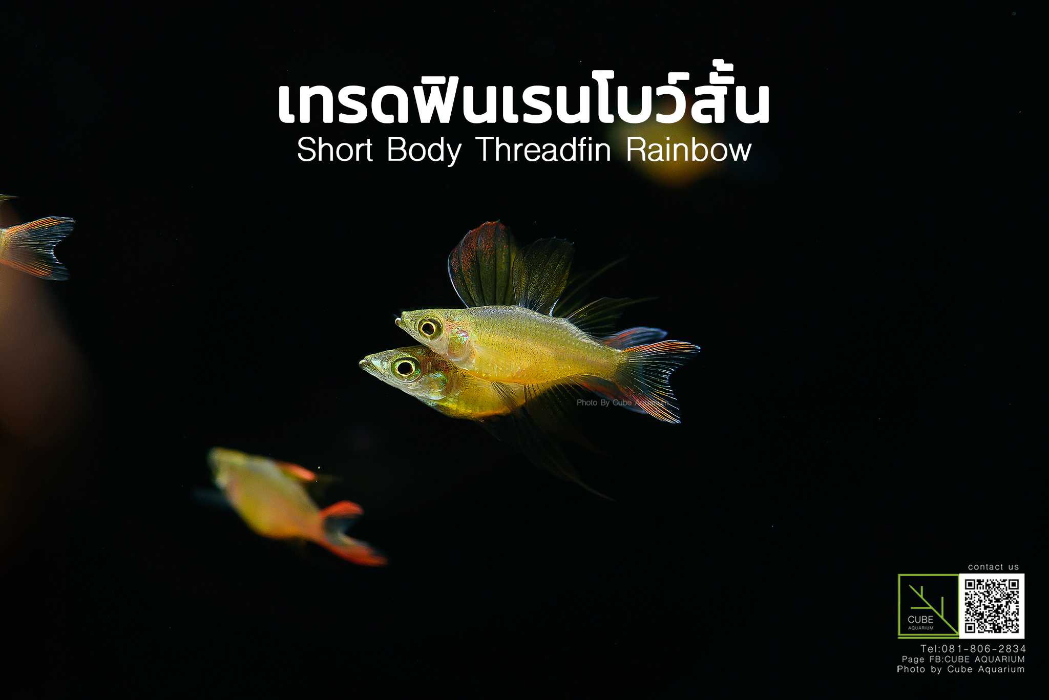 ปลาเทรดฟินเรนโบว์สั้น Short Body Threadfin Rainbow  0.5นิ้ว