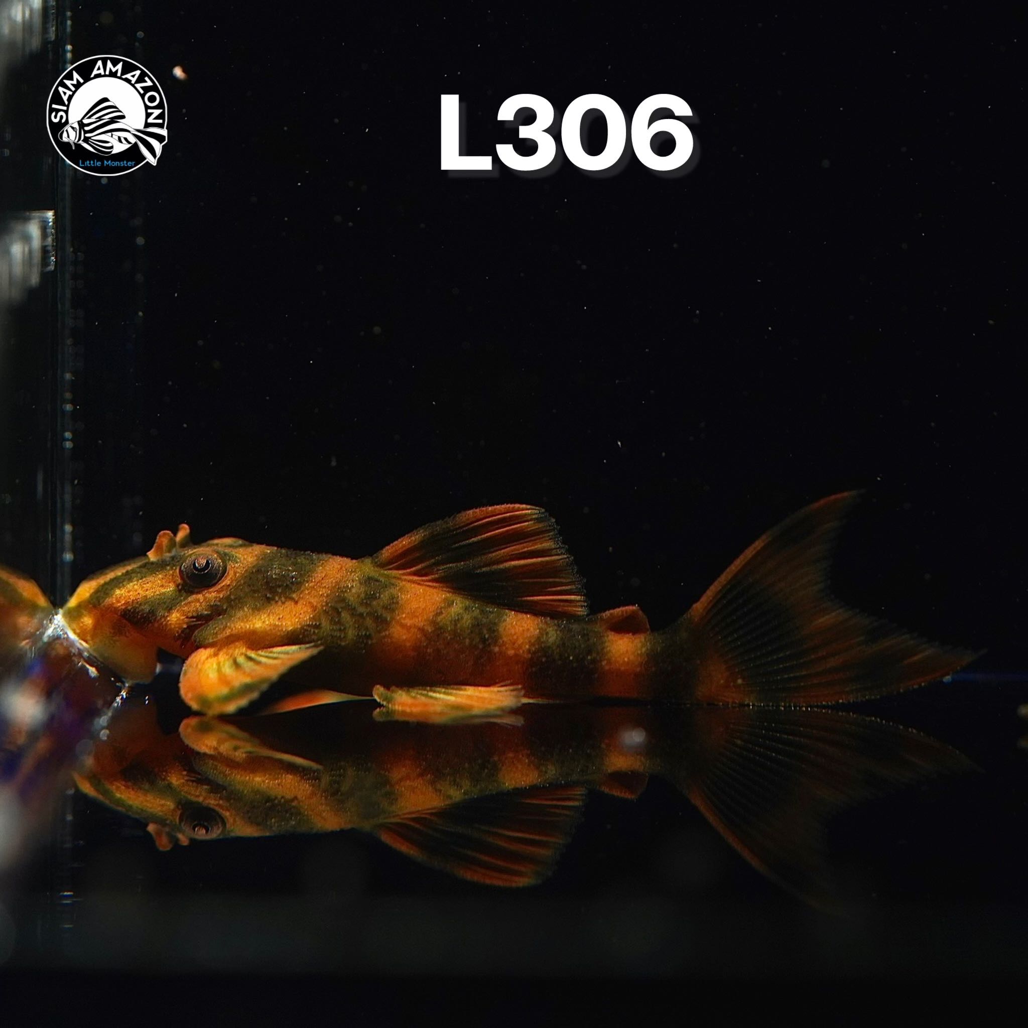 L306 RARE Takutut Tiger plecoไซส์ 1.5 นิ้ว 