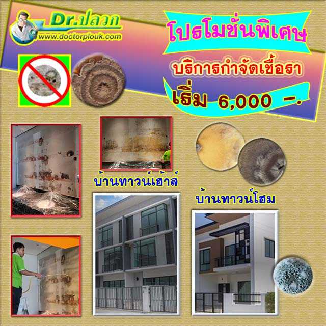 Dr.ปลวก บริการกำจัดเชื้อรา บ้านทาวน์เฮ้าส์-บ้านทาวน์โฮม (พื้นที่ไม่เกิน 100 ตร.ม.)
