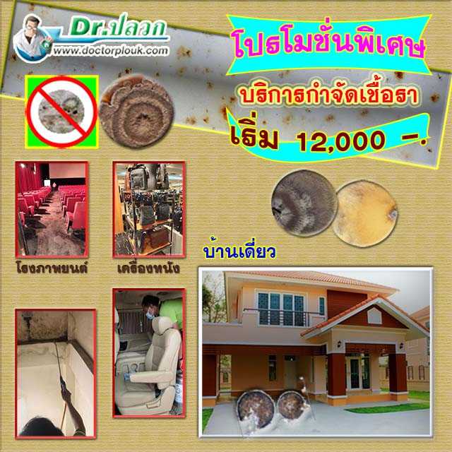 Dr.ปลวก บริการกำจัดเชื้อรา บ้านเดี่ยว (พื้นที่ไม่เกิน 150 ตร.ม.)