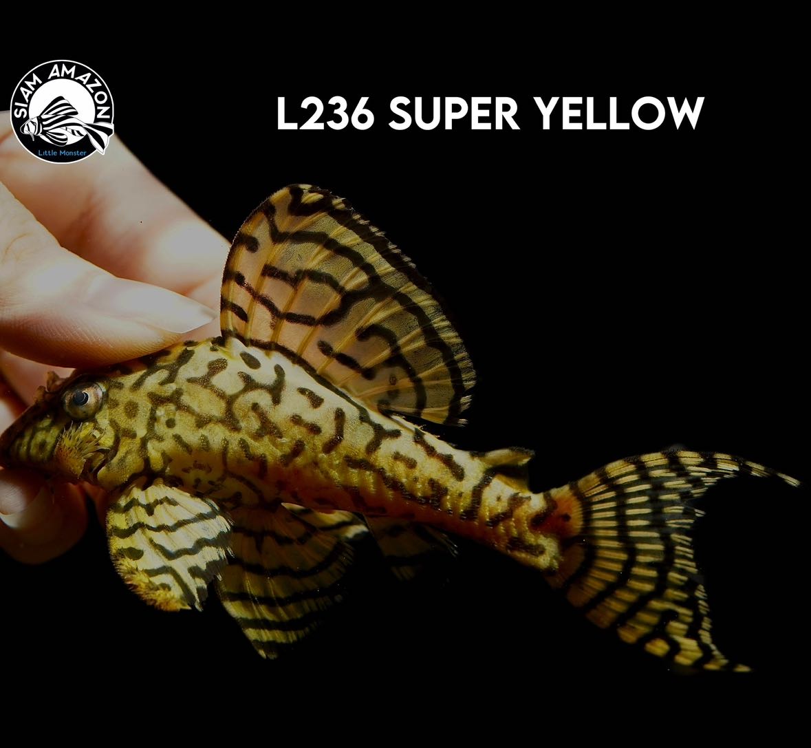 L236SY Super Yellow ไซส์ 4 นิ้ว