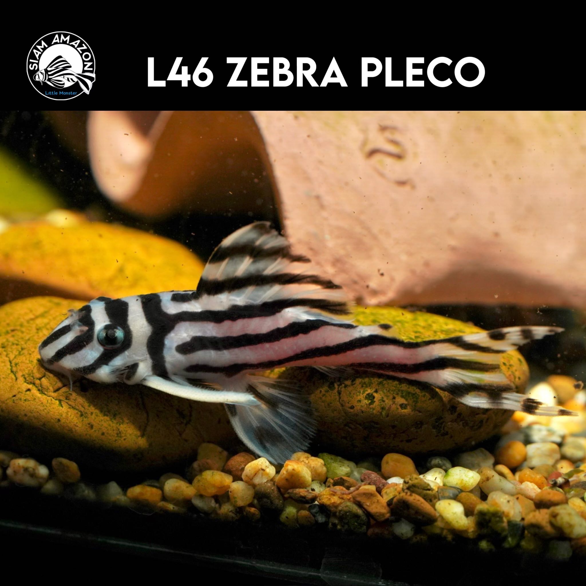 L46 L046 Zebra Pleco  ไซส์ 3 นิ้ว