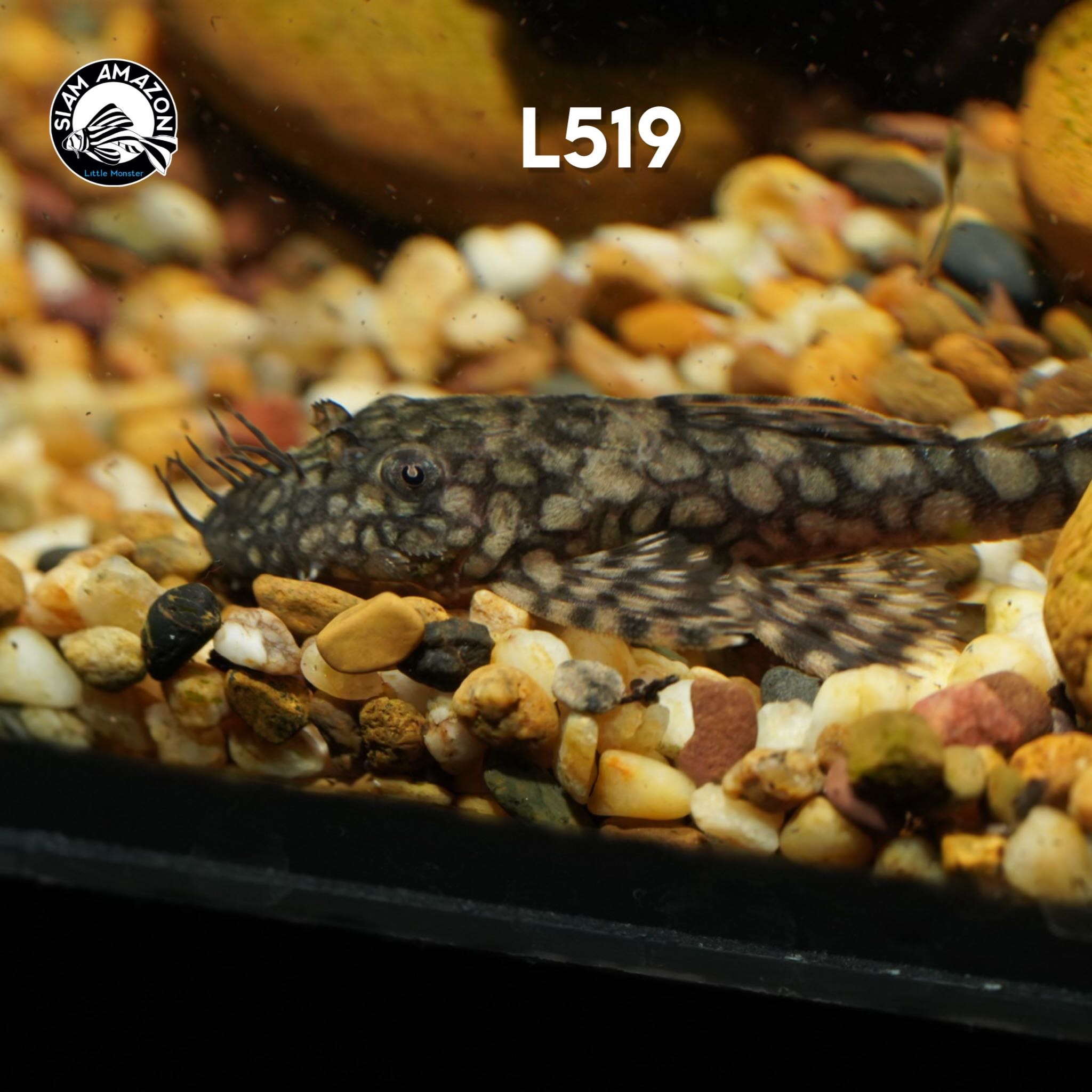 L519 มี 2 ไซส์ 1 นิ้ว / 2 นิ้ว