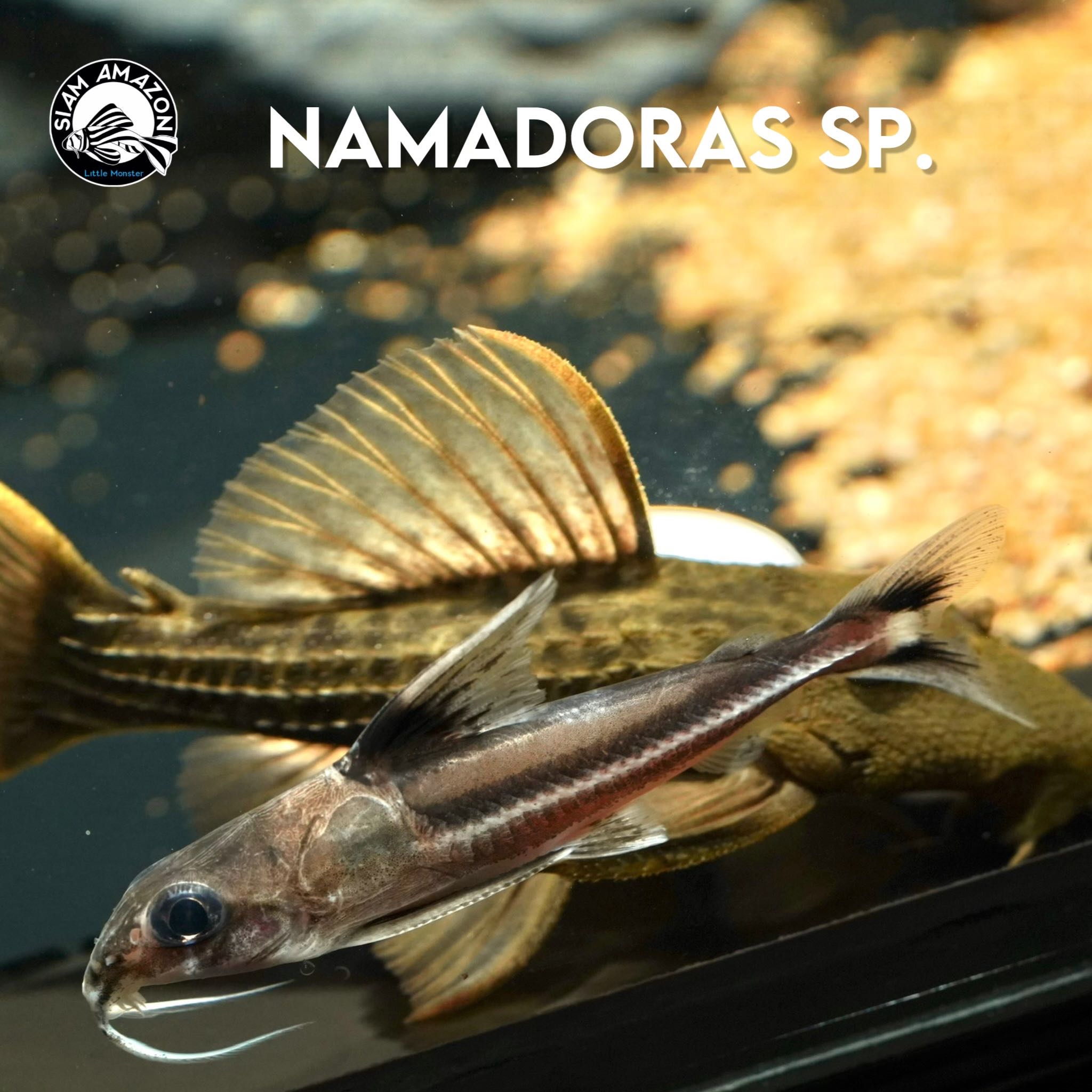 Nemadoras Sp ไซส์ 2-2.5 นิ้ว 🇵🇪