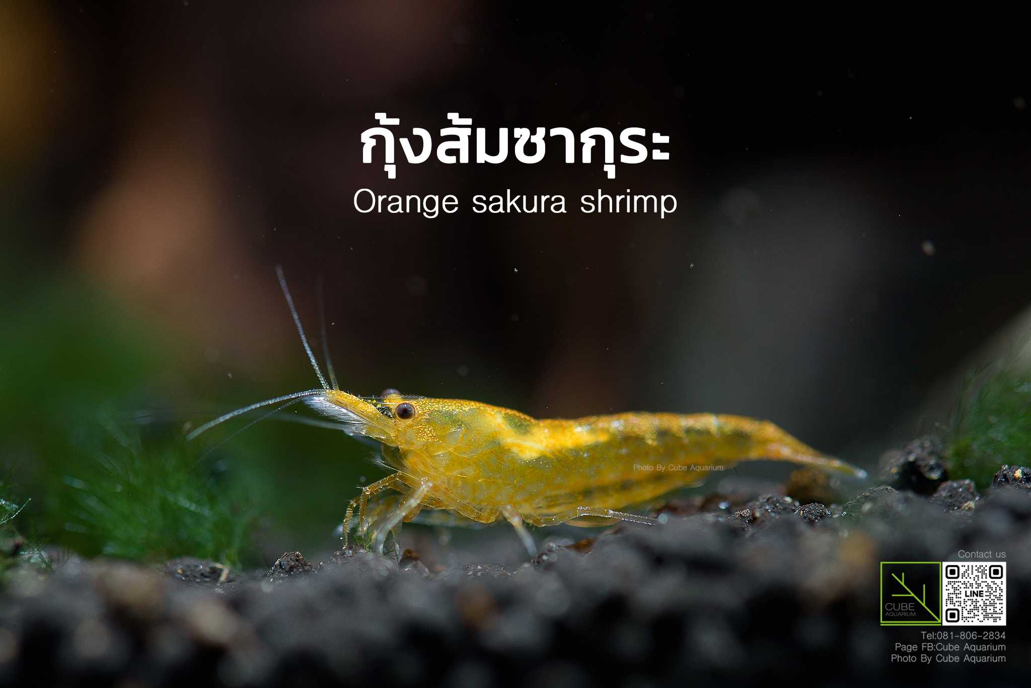 กุ้งแคระส้มซากุระ Orange sakura shrimp