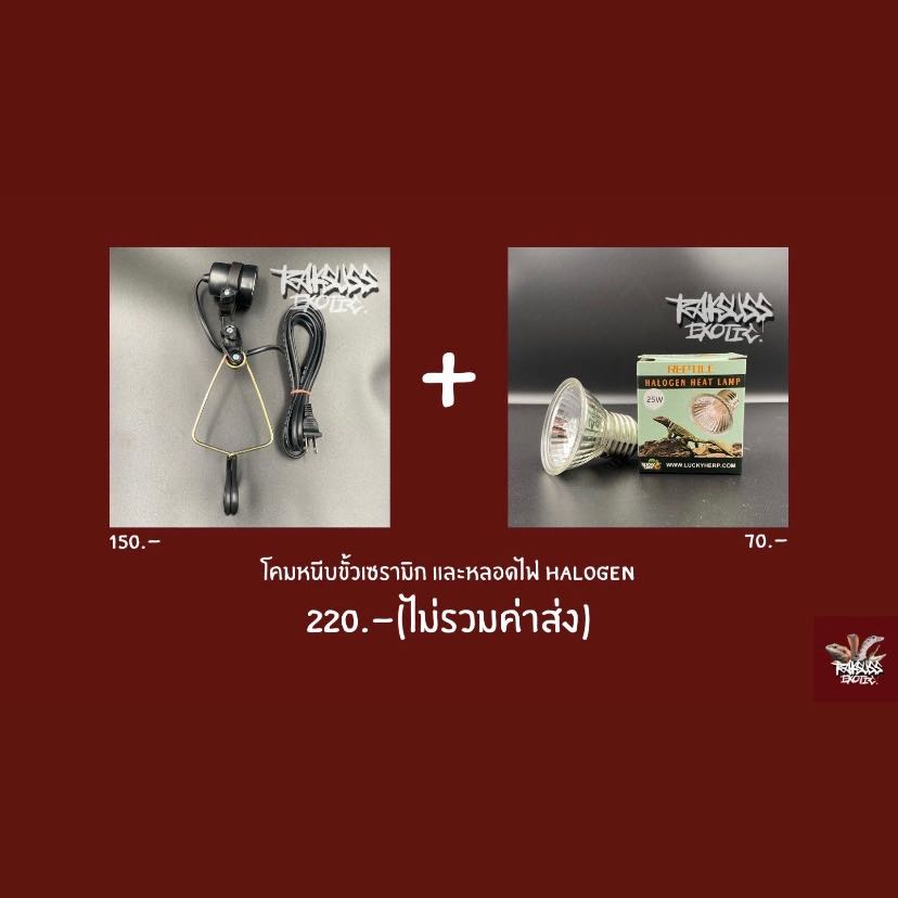 Cheap Set : โคมหนีบ + Halogen 25w/50w/75w (ใช้เปิดเวลากลางวัน 6-8ชม.)