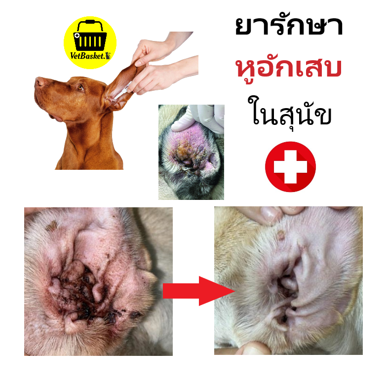 ยารักษาโรค หูอักเสบ ติดเชื้อเป็นหนอง มีกลิ่นเหม็น ในสุนัข