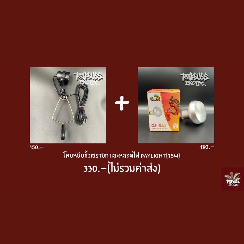 Cheap Set : โคมหนีบ + Daylight 75w (ใช้เปิดเวลากลางวัน 6-8ชม.)