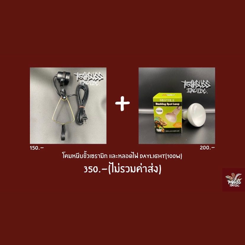Cheap Set : โคมหนีบ + Daylight 100w (ใช้เปิดเวลากลางวัน 6-8ชม.)