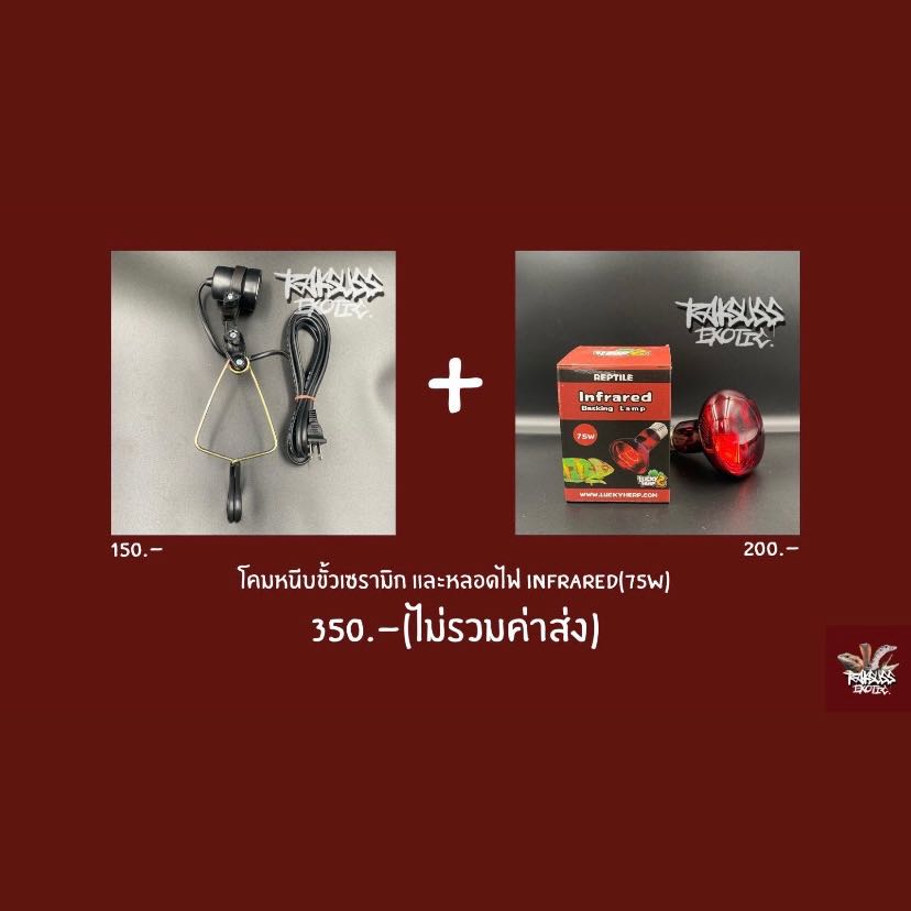 Cheap Set : โคมหนีบ + Infrared 75w (ใช้เปิดเวลากลางคืน)