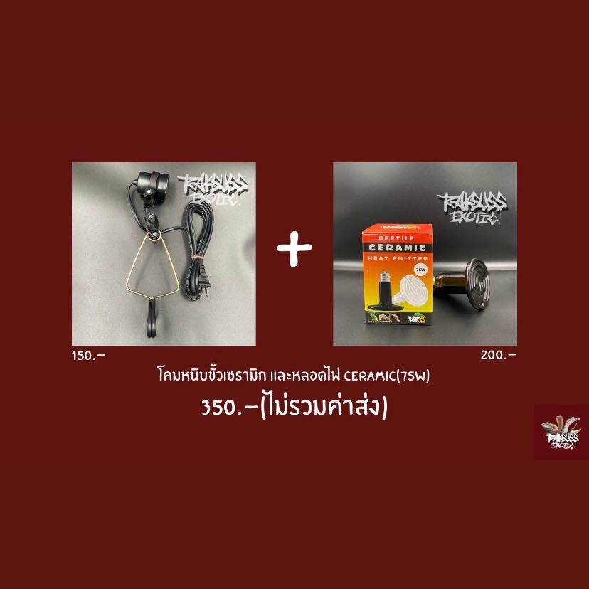 Cheap Set : โคมหนีบ + Ceramic 75w (ใช้เปิดเวลากลางคืน)