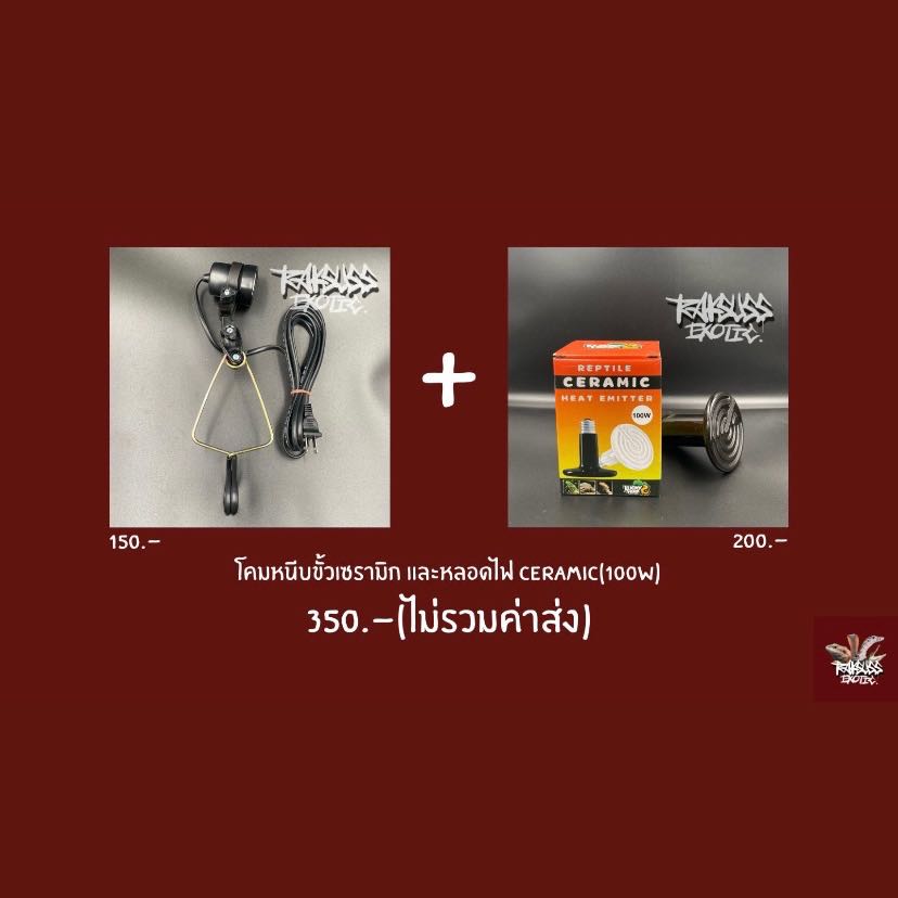 Cheap Set : โคมหนีบ + Ceramic 100w (ใช้เปิดเวลากลางคืน)