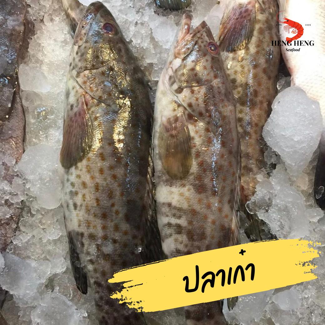 ปลาเก๋า 8-10 ขีด/ตัว