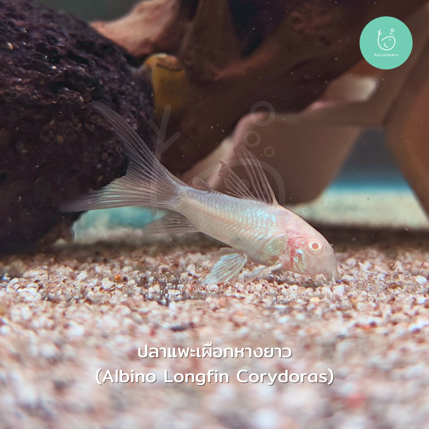 ปลาแพะเผือกหางยาว (Albino Longfin Corydoras)