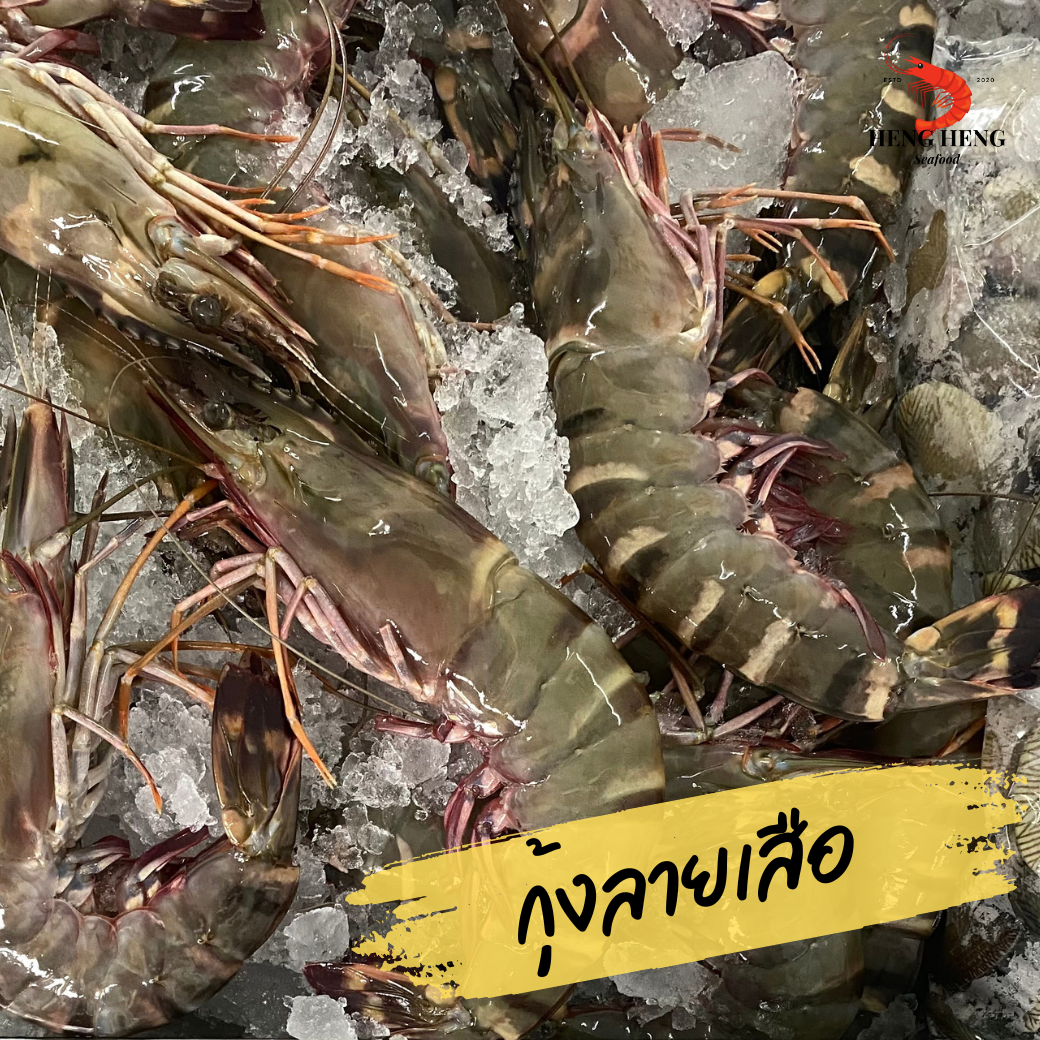 กุ้งลายเสือ