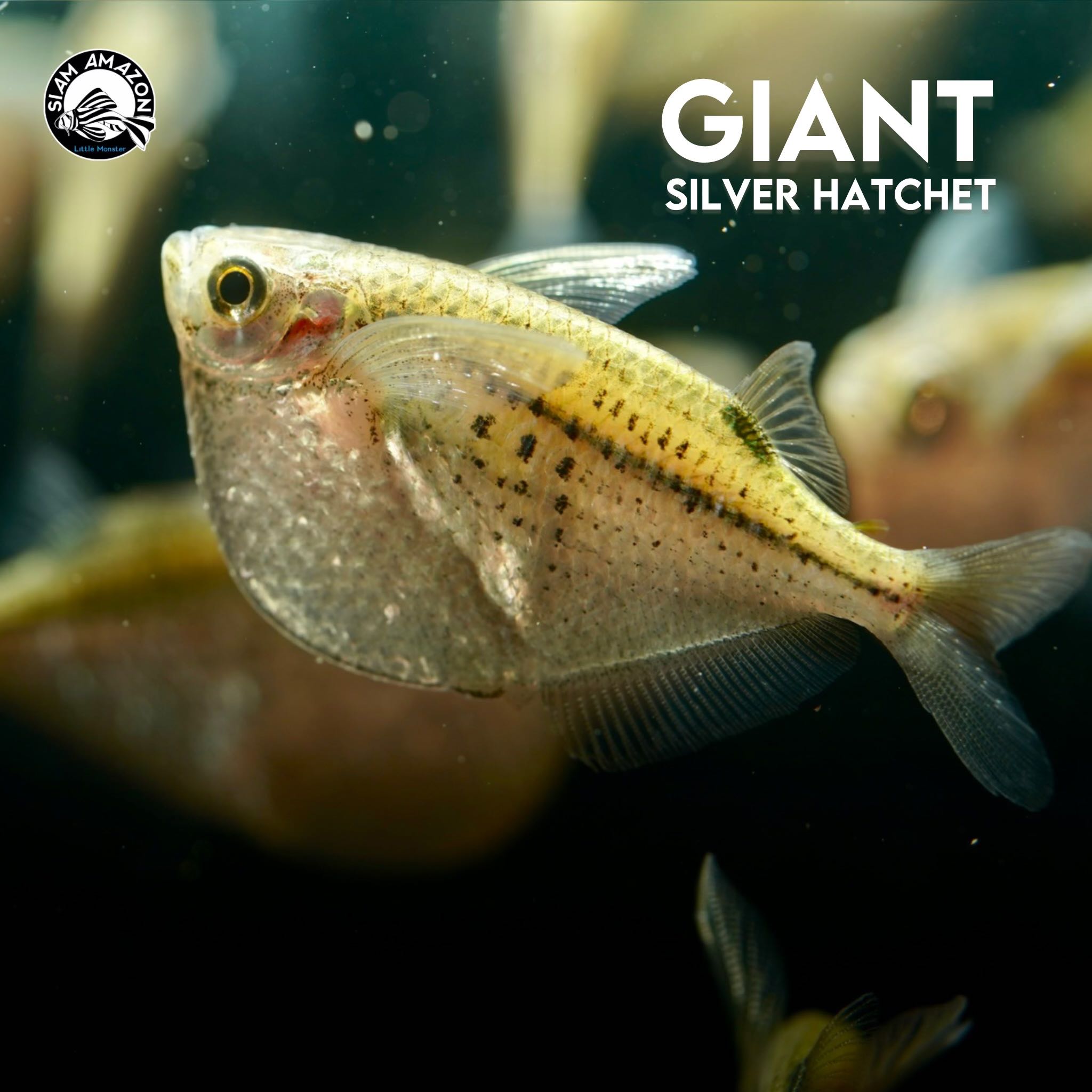 ขวานบินยักษ์ Giant Silver Hatchet ไซส์ 2 นิ้ว