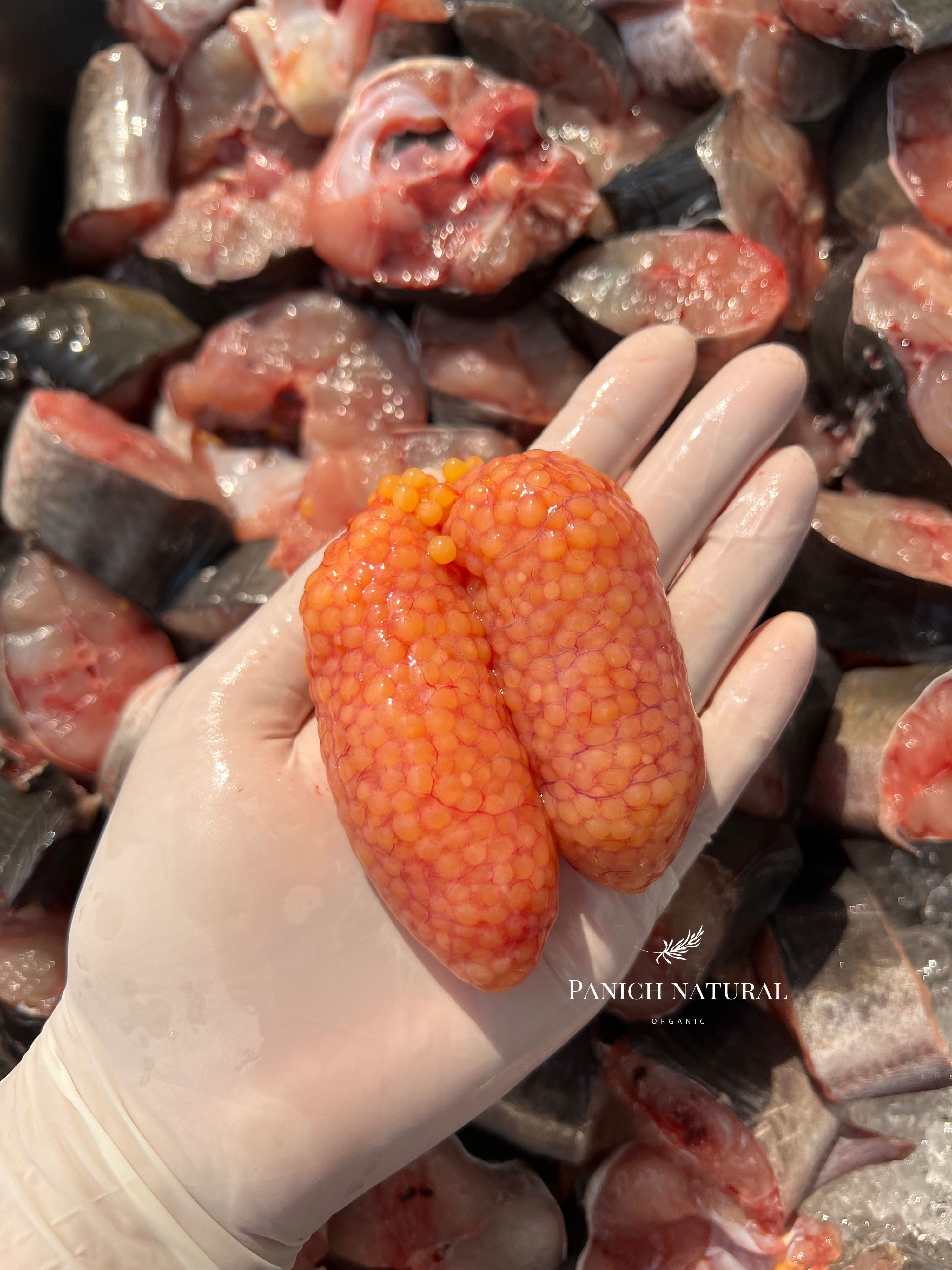 ไข่ปลาดุกทะเล