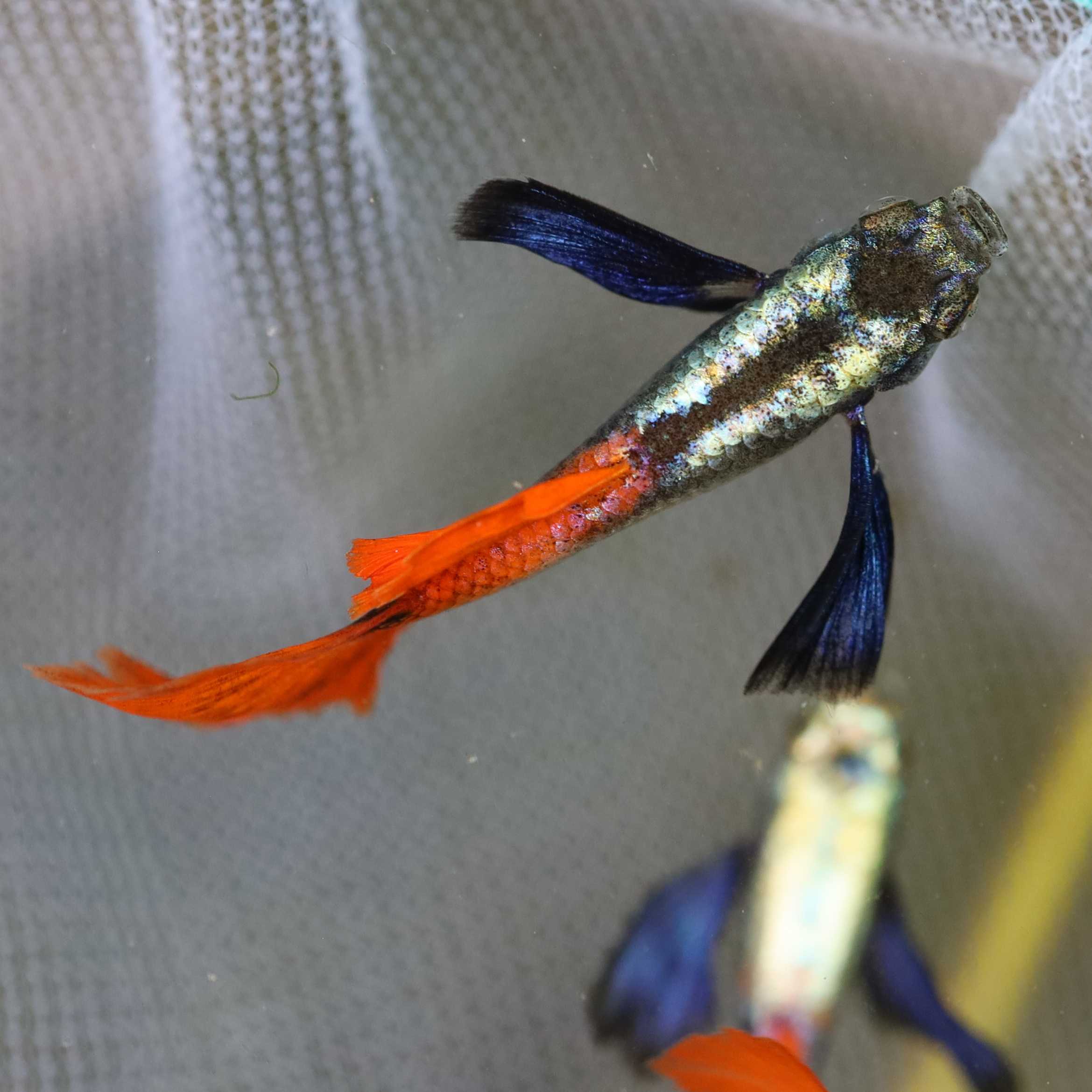 Dumbo Red Tail Guppy ราคาต่อตัว