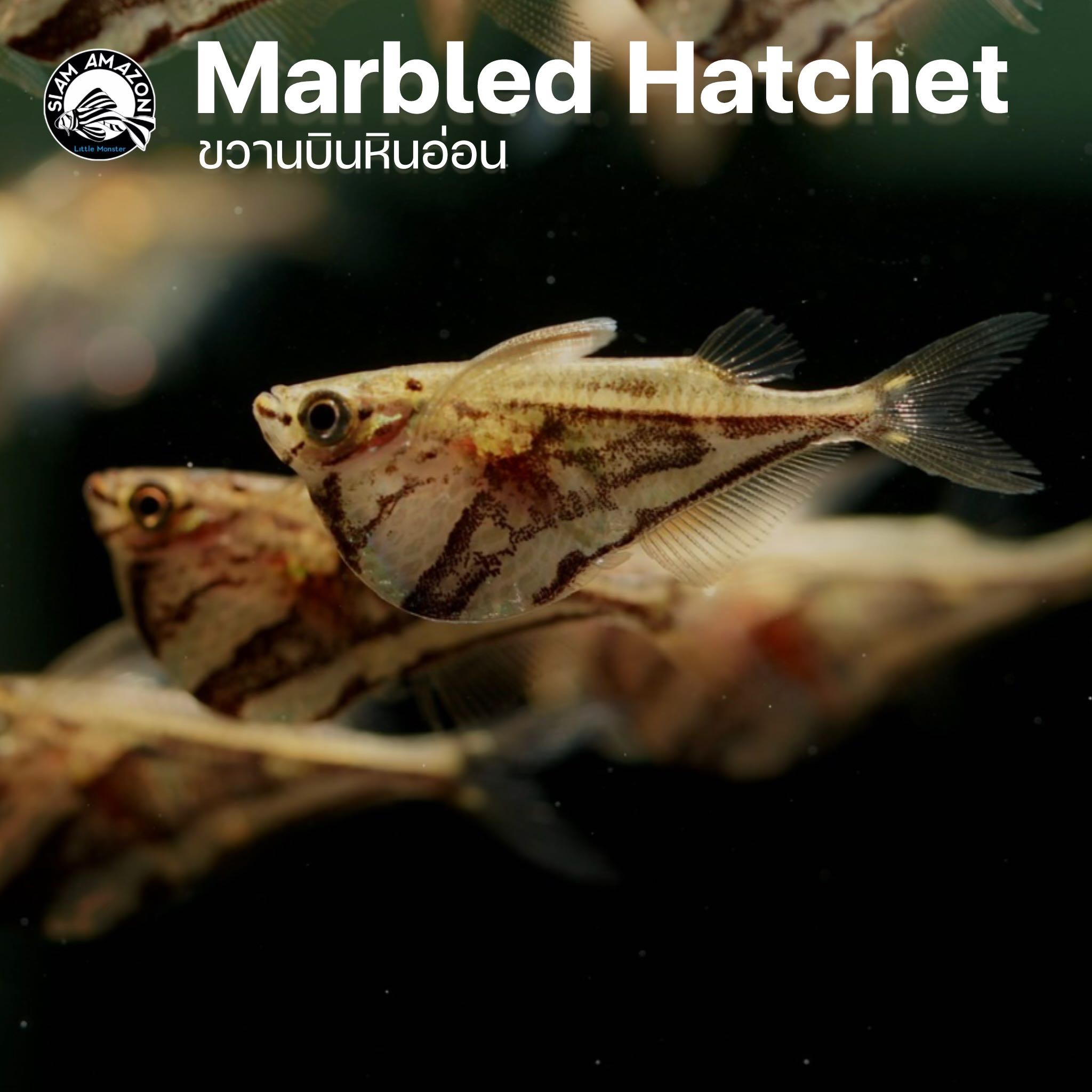 ปลา ขวานบินหินอ่อน Marbled Hatchet ไซส์ 3-4 cm