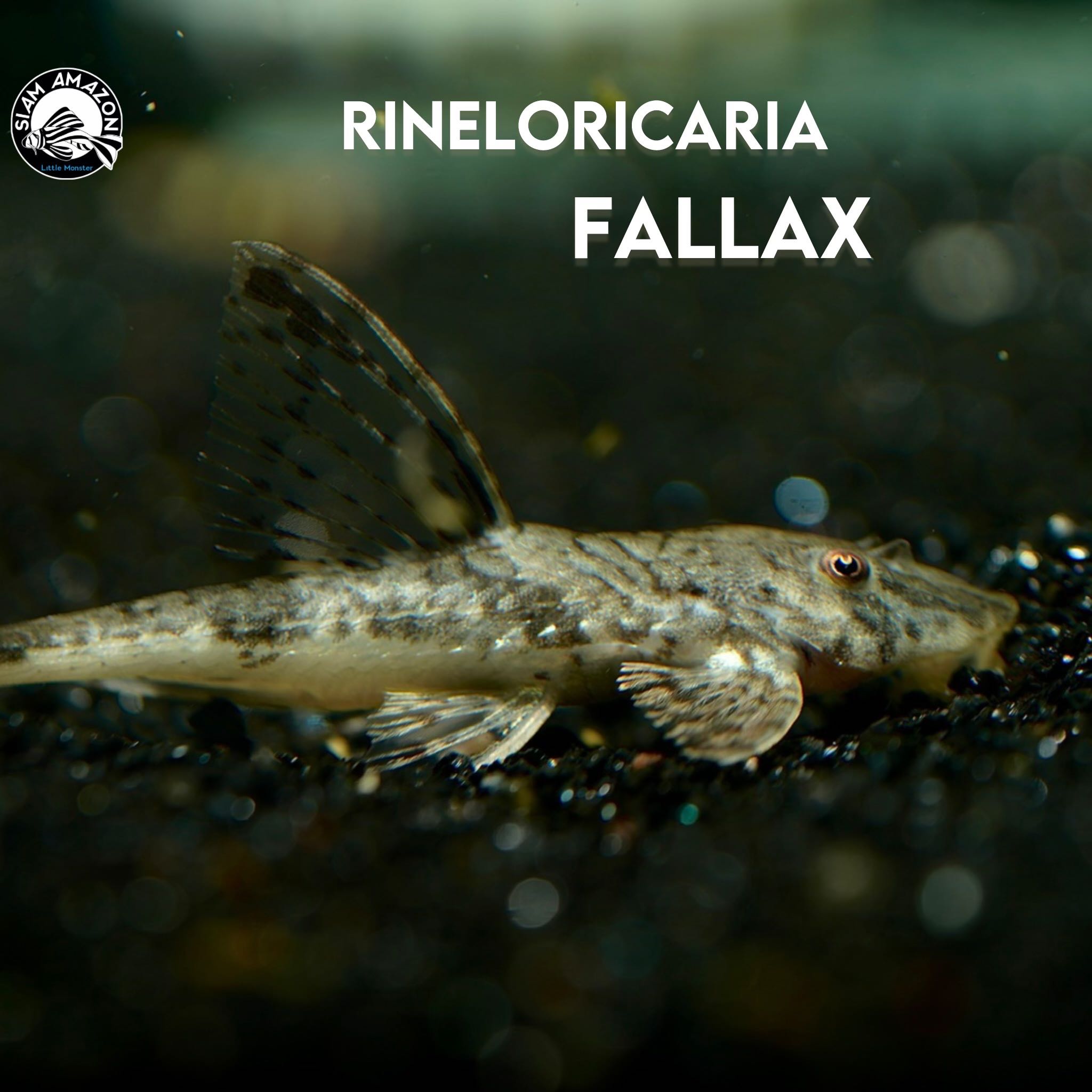 Rineloricaria Fallax ไซส์ 4 นิ้ว