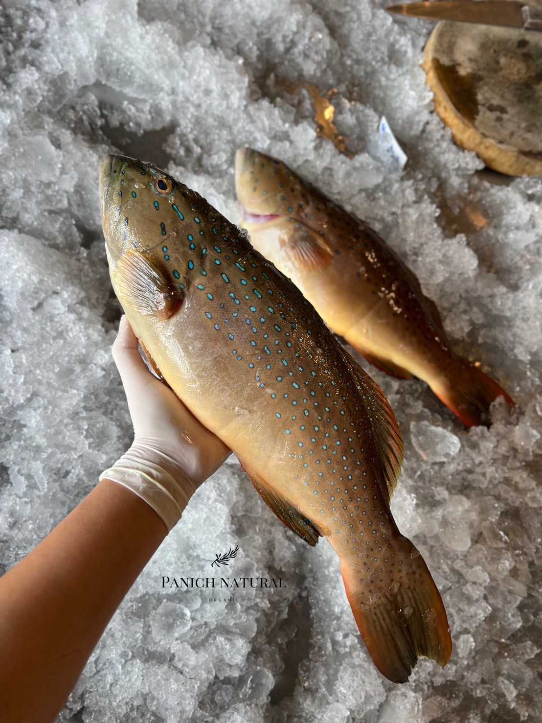 ปลาย่ำสวาท / เก๋ากุดสลาด ไม่แล่ ทำเกล็ด
