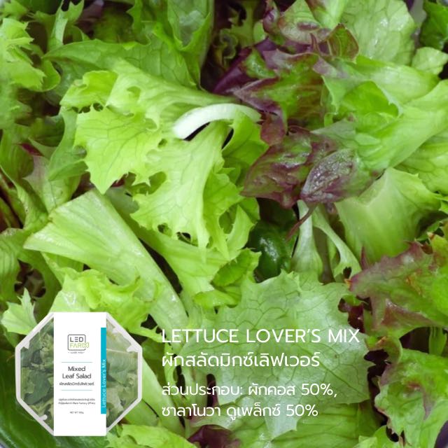 ผักสลัดมิกซ์เลิฟเวอร์ Lettuce Lover's Mix