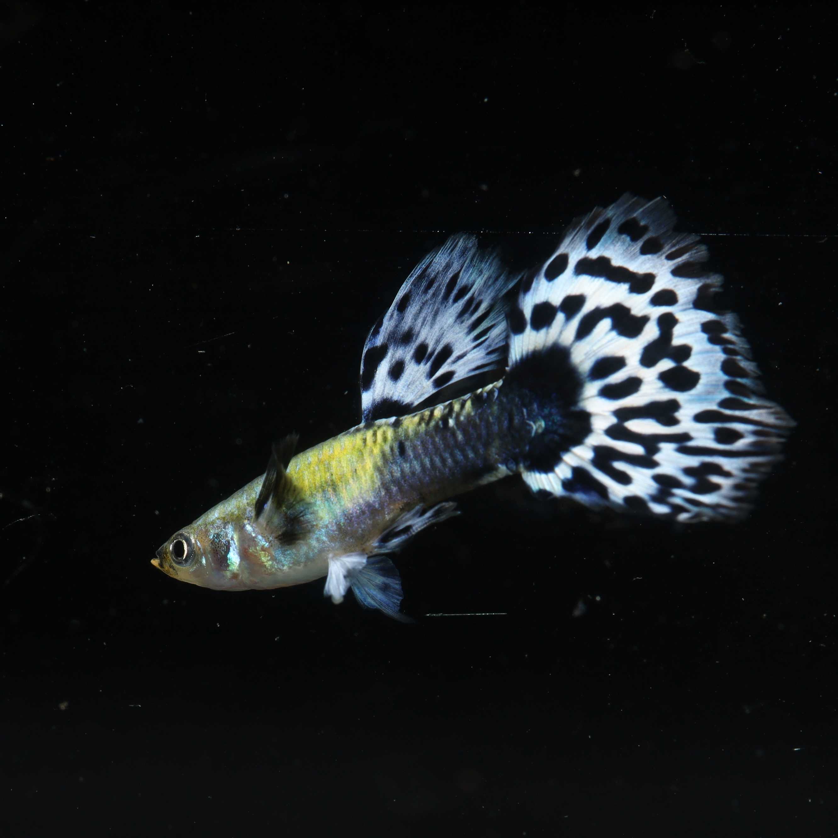 Blue Perple Guppy ราคาต่อตัว